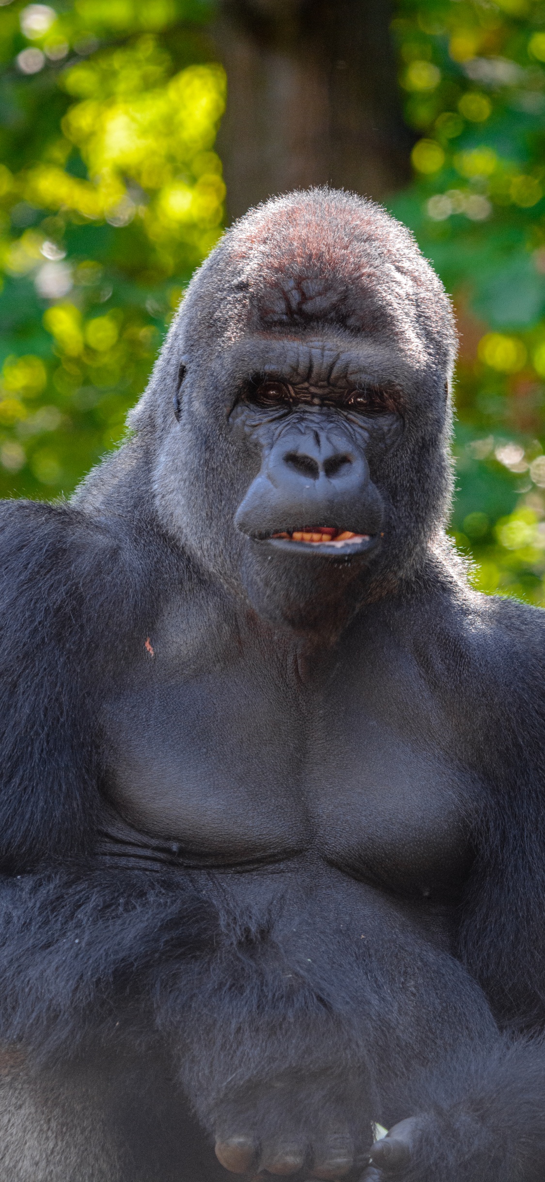 Black Gorilla Sitting on Green Grass During Daytime. Wallpaper in 1125x2436 Resolution