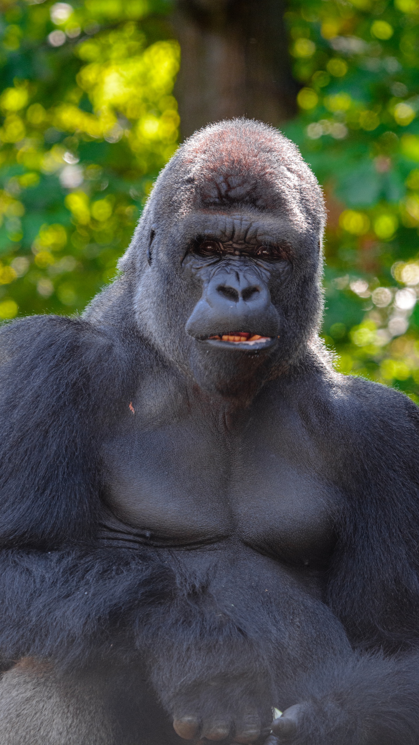 Black Gorilla Sitting on Green Grass During Daytime. Wallpaper in 1440x2560 Resolution