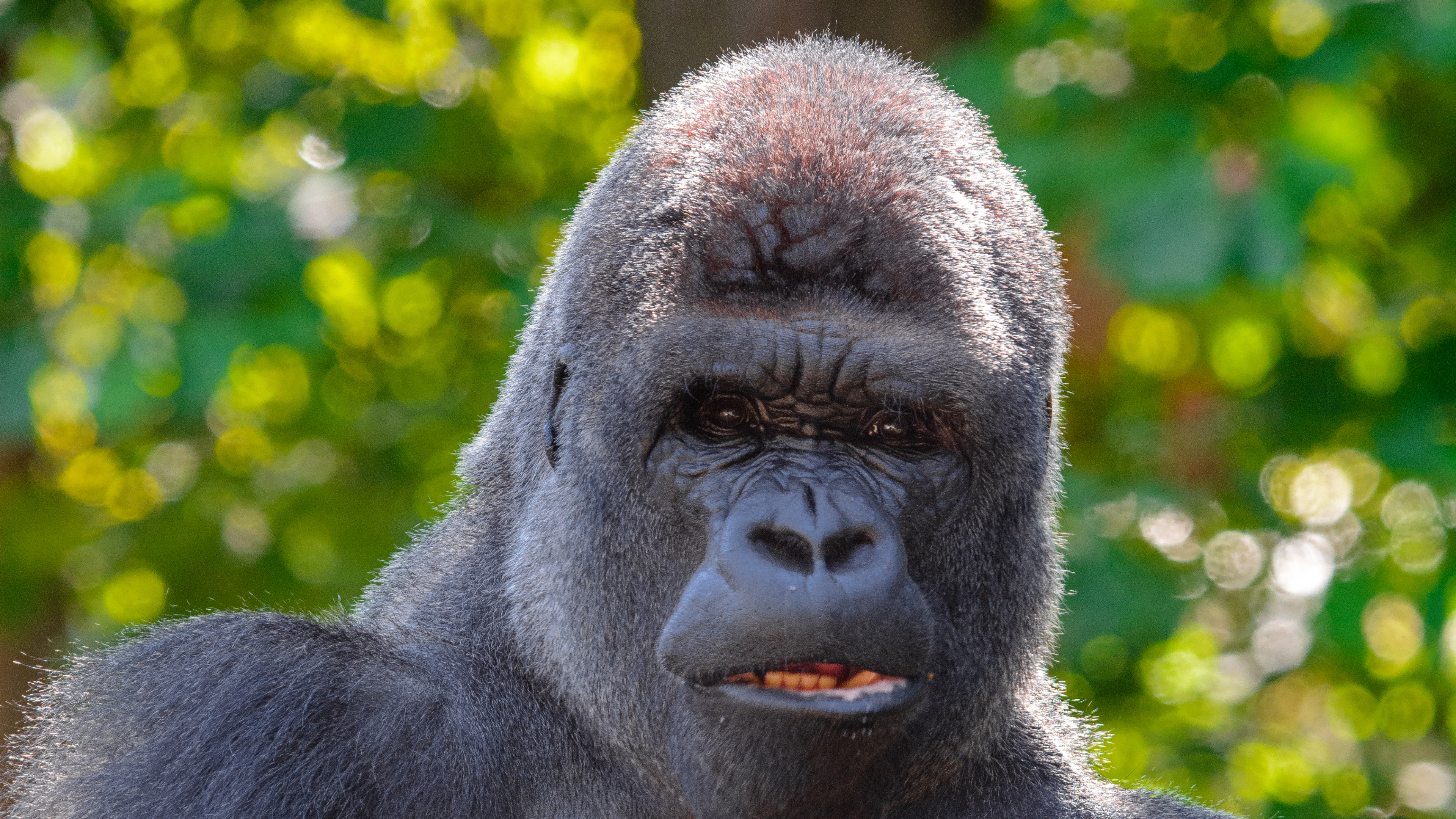 Black Gorilla Sitting on Green Grass During Daytime. Wallpaper in 3840x2160 Resolution