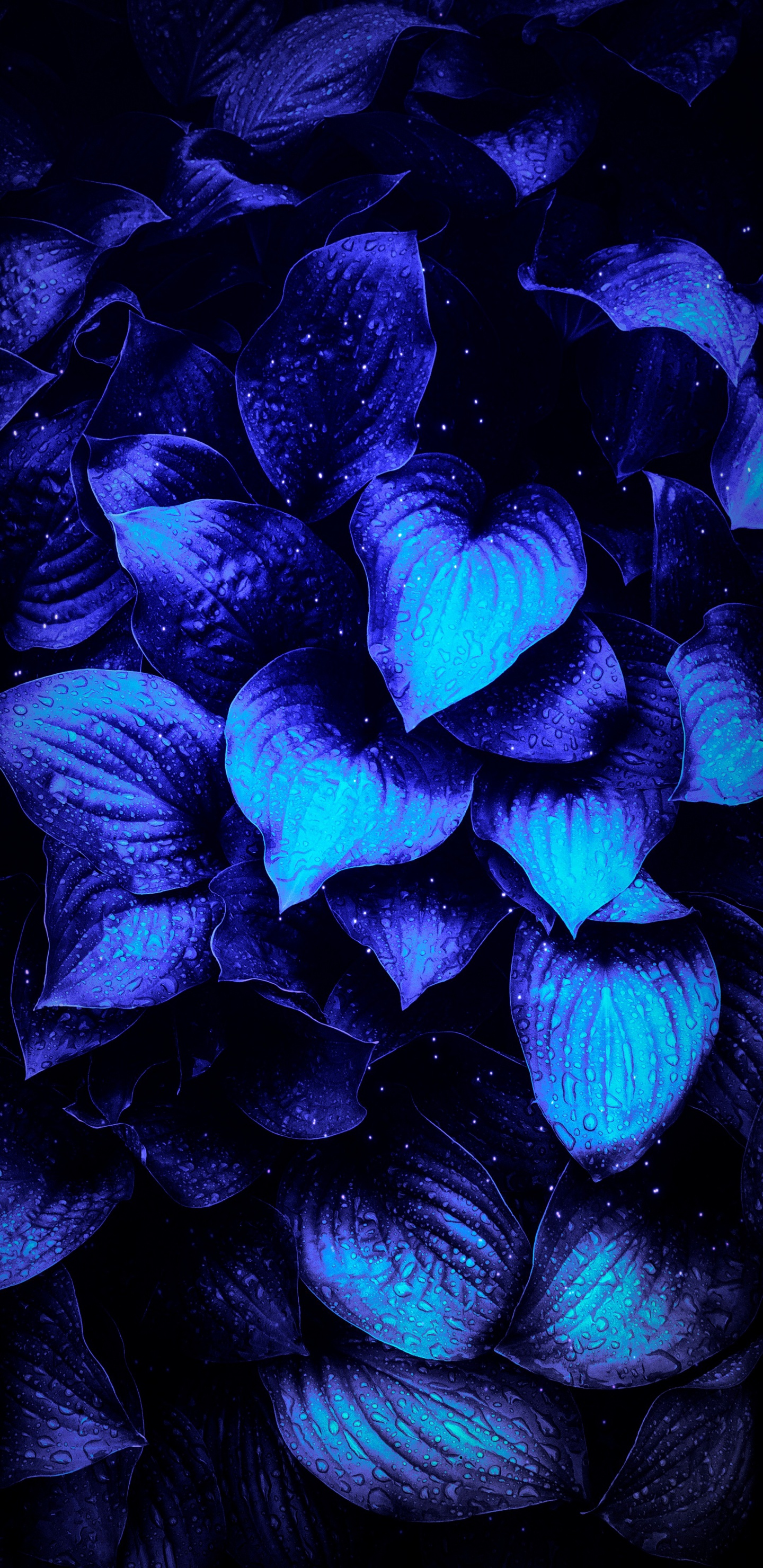 Flower, Purple, Blue, Petal, Violet. Wallpaper in 1440x2960 Resolution