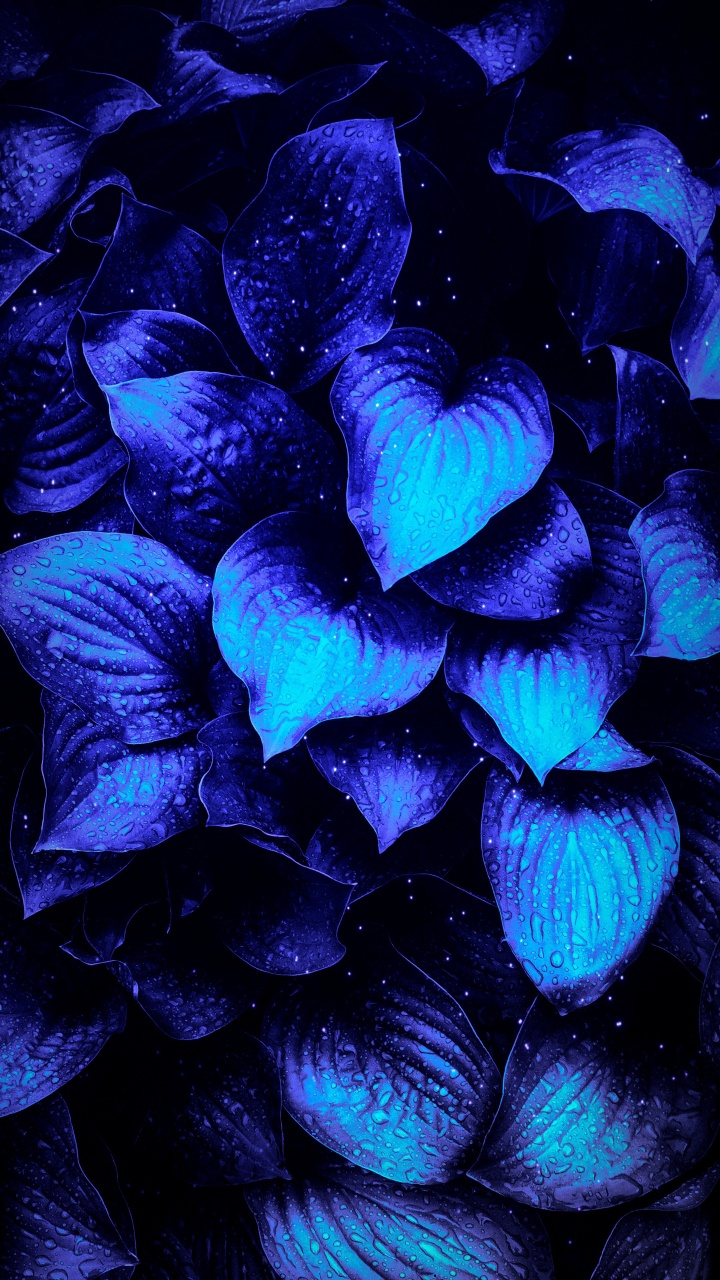 Flower, Purple, Blue, Petal, Violet. Wallpaper in 720x1280 Resolution
