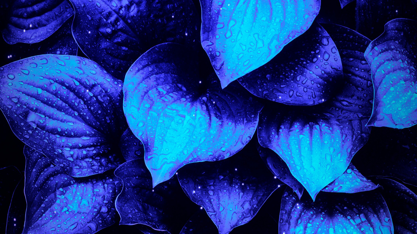 Morado, Azul, Pétalo, Violeta, Paisaje Natural. Wallpaper in 1366x768 Resolution