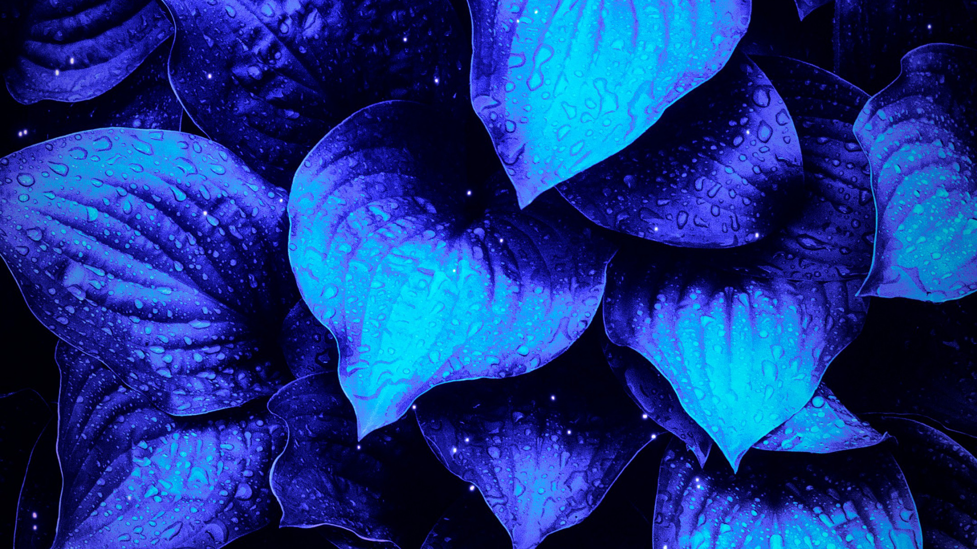 Purpur, Blau, Blütenblatt, Veilchen, Naturlandschaft. Wallpaper in 1920x1080 Resolution