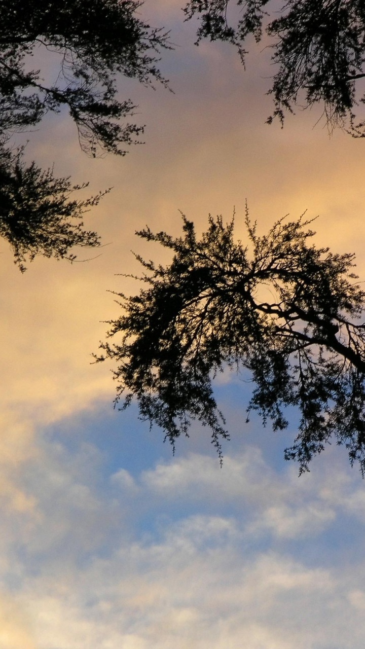Arbres Verts Sous Ciel Bleu Pendant la Journée. Wallpaper in 720x1280 Resolution
