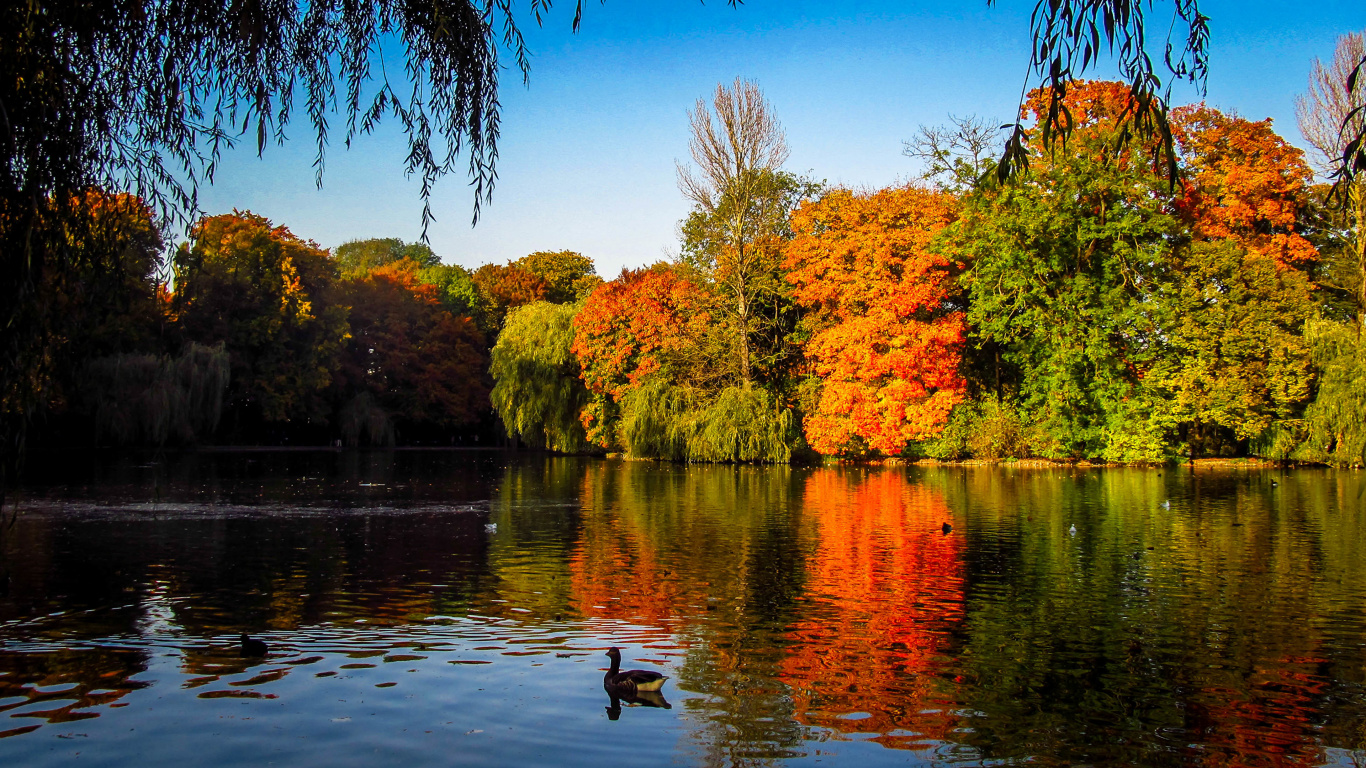 Green and Brown Trees Beside River During Daytime. Wallpaper in 1366x768 Resolution