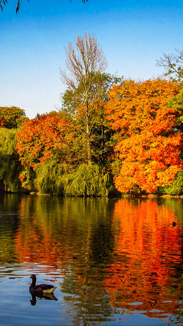 Green and Brown Trees Beside River During Daytime. Wallpaper in 750x1334 Resolution