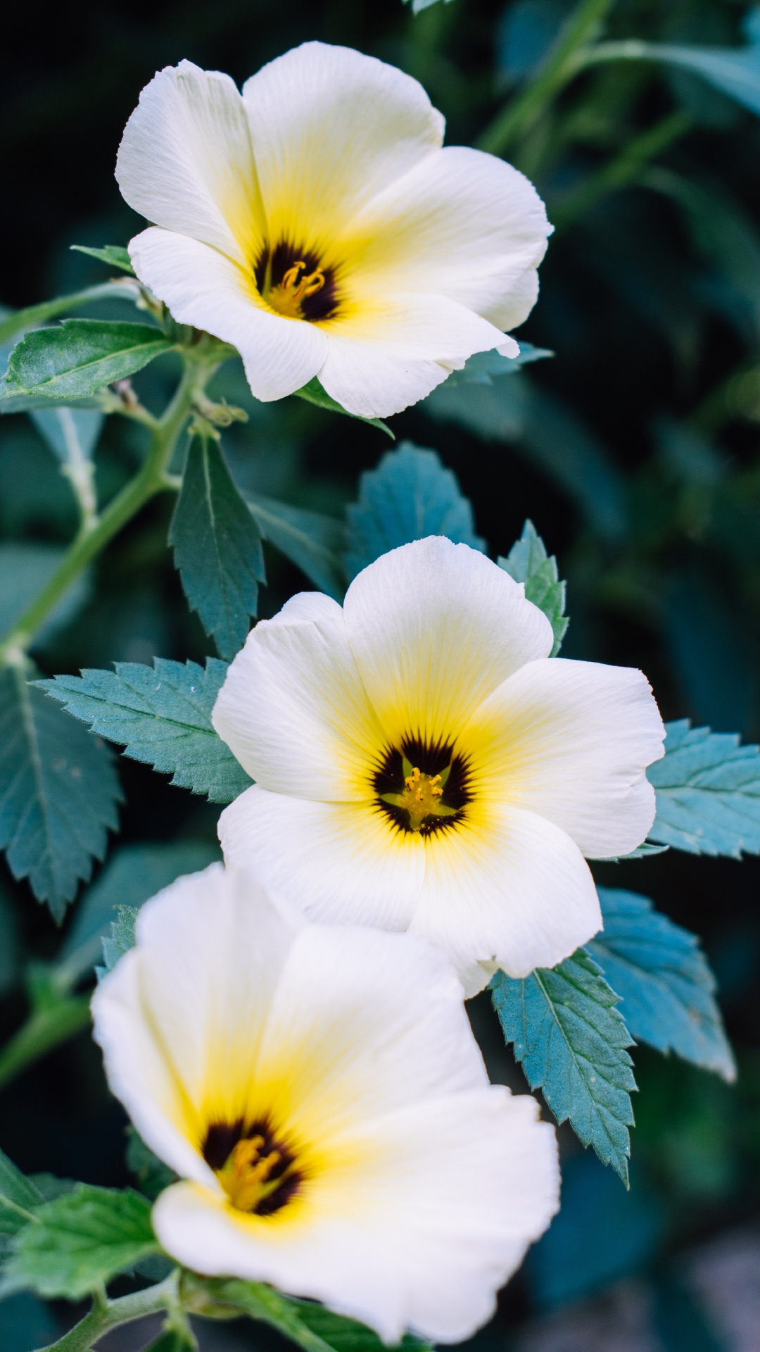 Flor Blanca y Amarilla en Lente Macro. Wallpaper in 1080x1920 Resolution