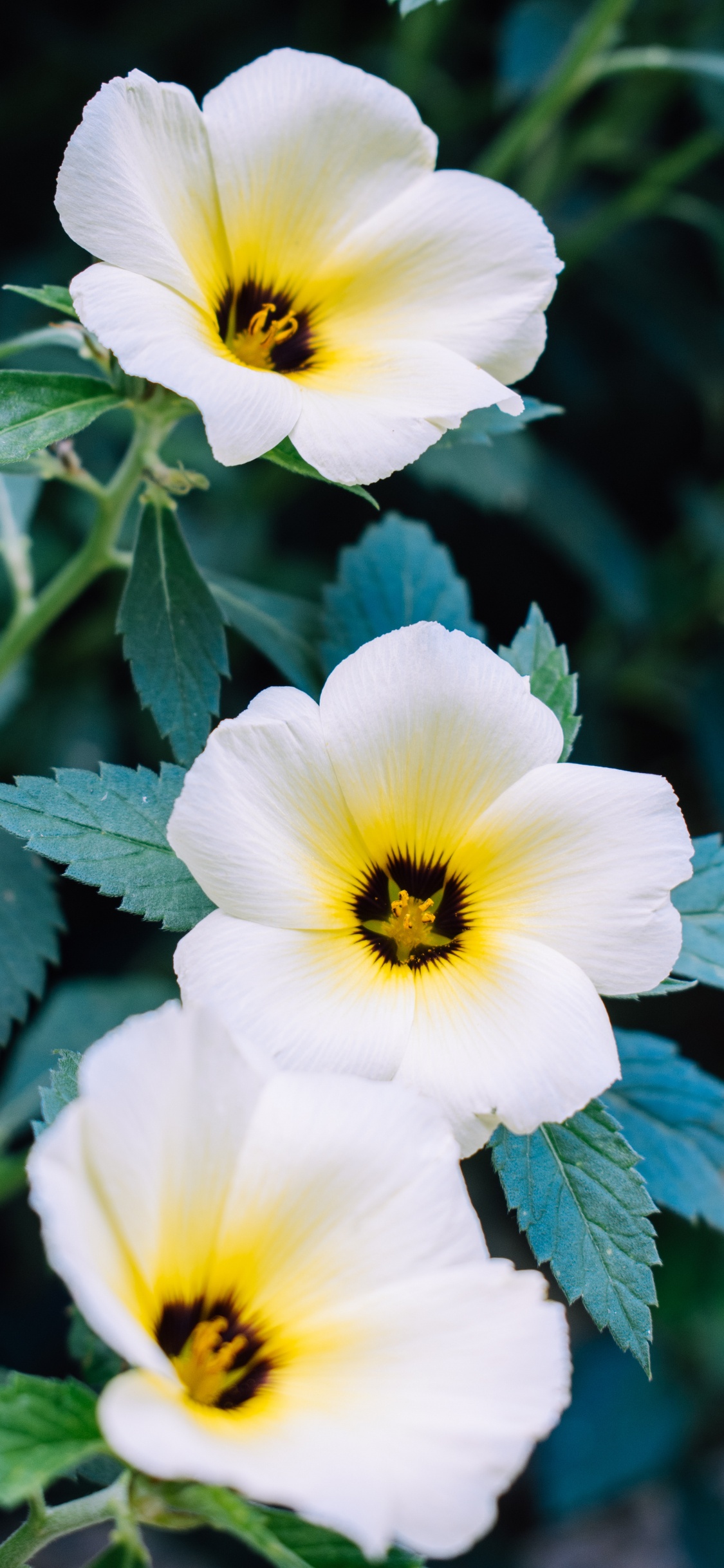 Flor Blanca y Amarilla en Lente Macro. Wallpaper in 1125x2436 Resolution