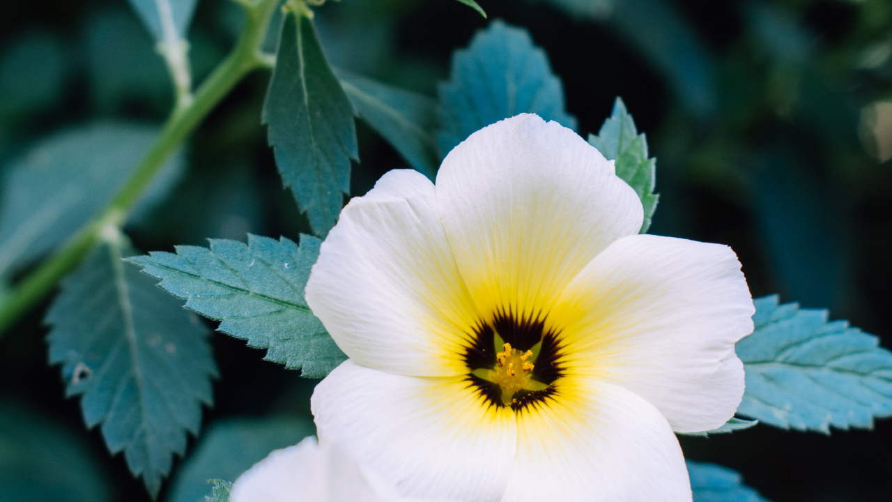 Flor Blanca y Amarilla en Lente Macro. Wallpaper in 1280x720 Resolution