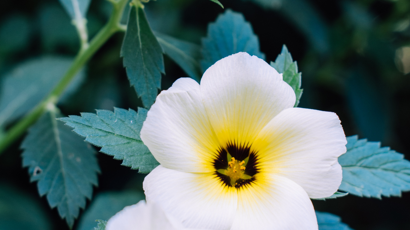 Flor Blanca y Amarilla en Lente Macro. Wallpaper in 1366x768 Resolution