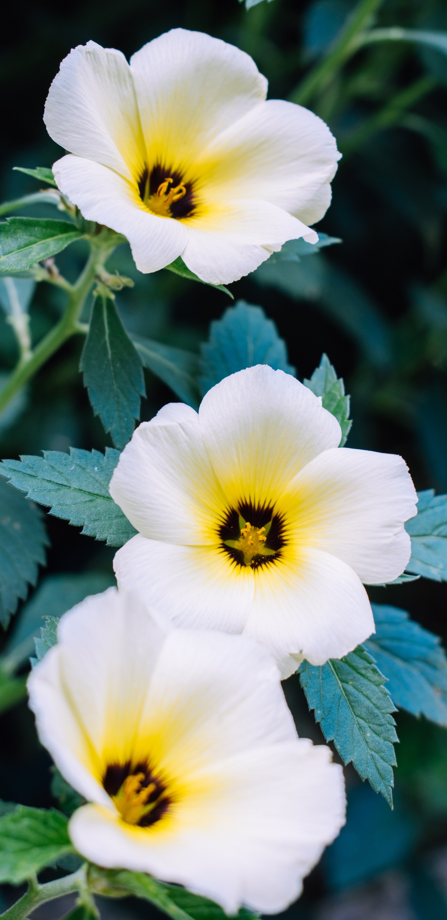 Flor Blanca y Amarilla en Lente Macro. Wallpaper in 1440x2960 Resolution