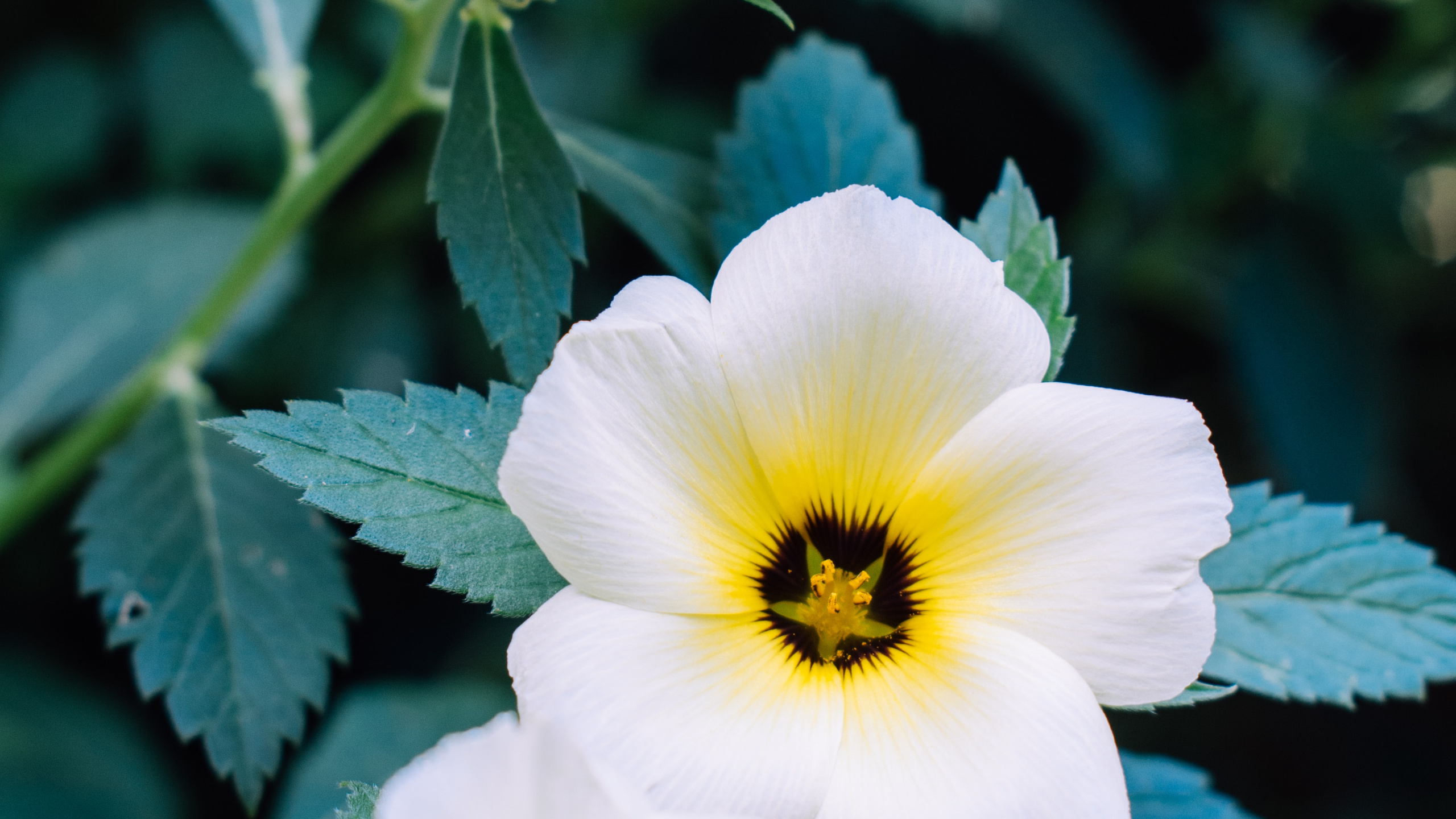 Flor Blanca y Amarilla en Lente Macro. Wallpaper in 2560x1440 Resolution