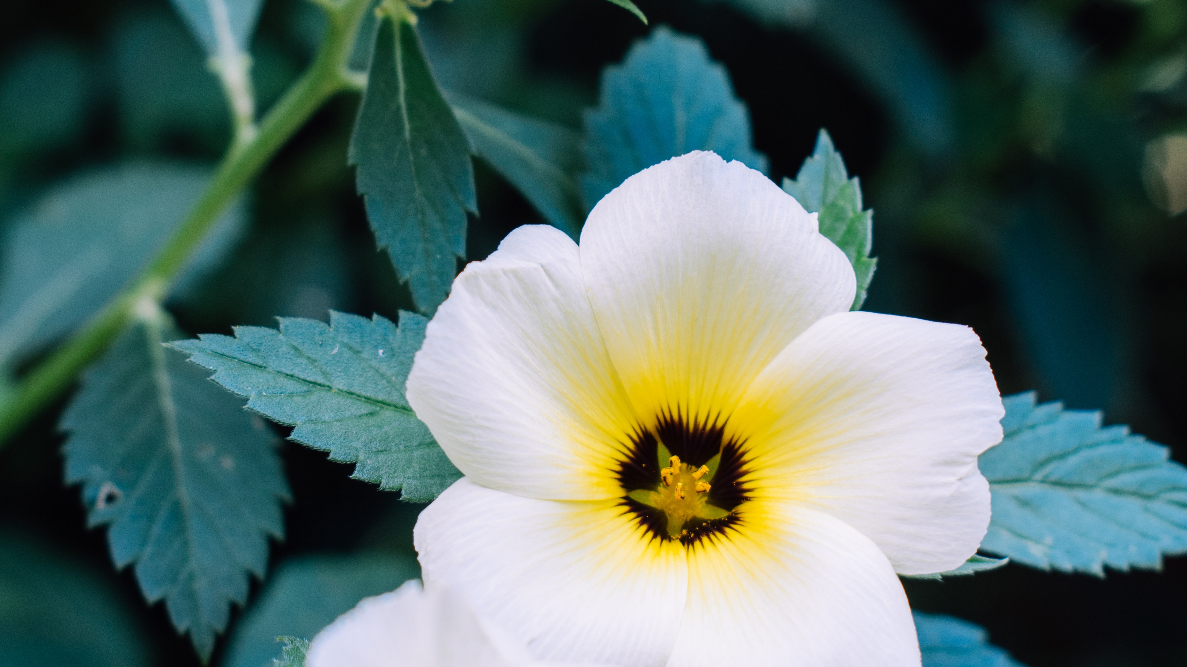 Flor Blanca y Amarilla en Lente Macro. Wallpaper in 3840x2160 Resolution