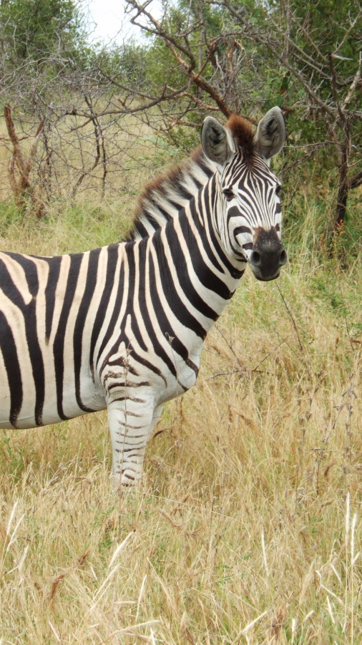 Zebra Standing on Brown Grass Field During Daytime. Wallpaper in 720x1280 Resolution