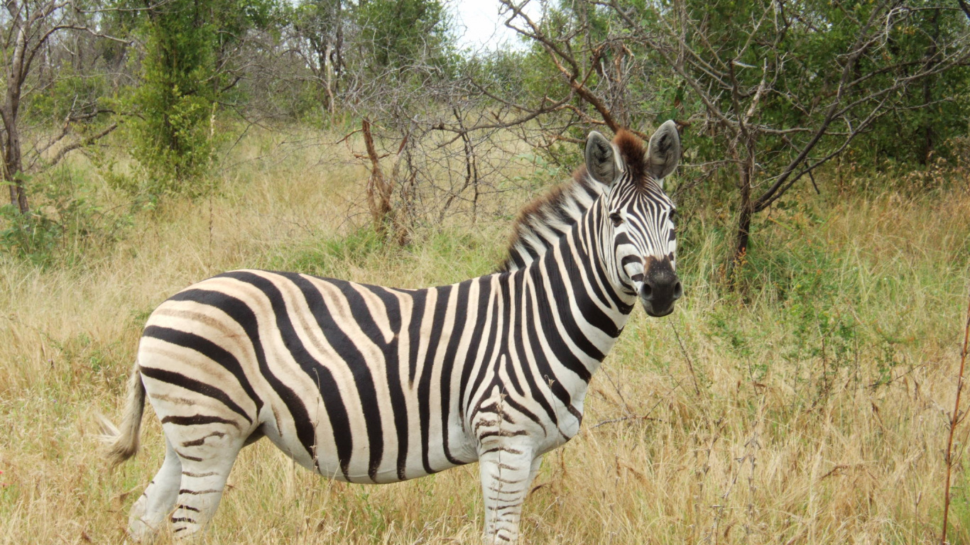 Zebra Debout Sur un Terrain D'herbe Brune Pendant la Journée. Wallpaper in 1366x768 Resolution