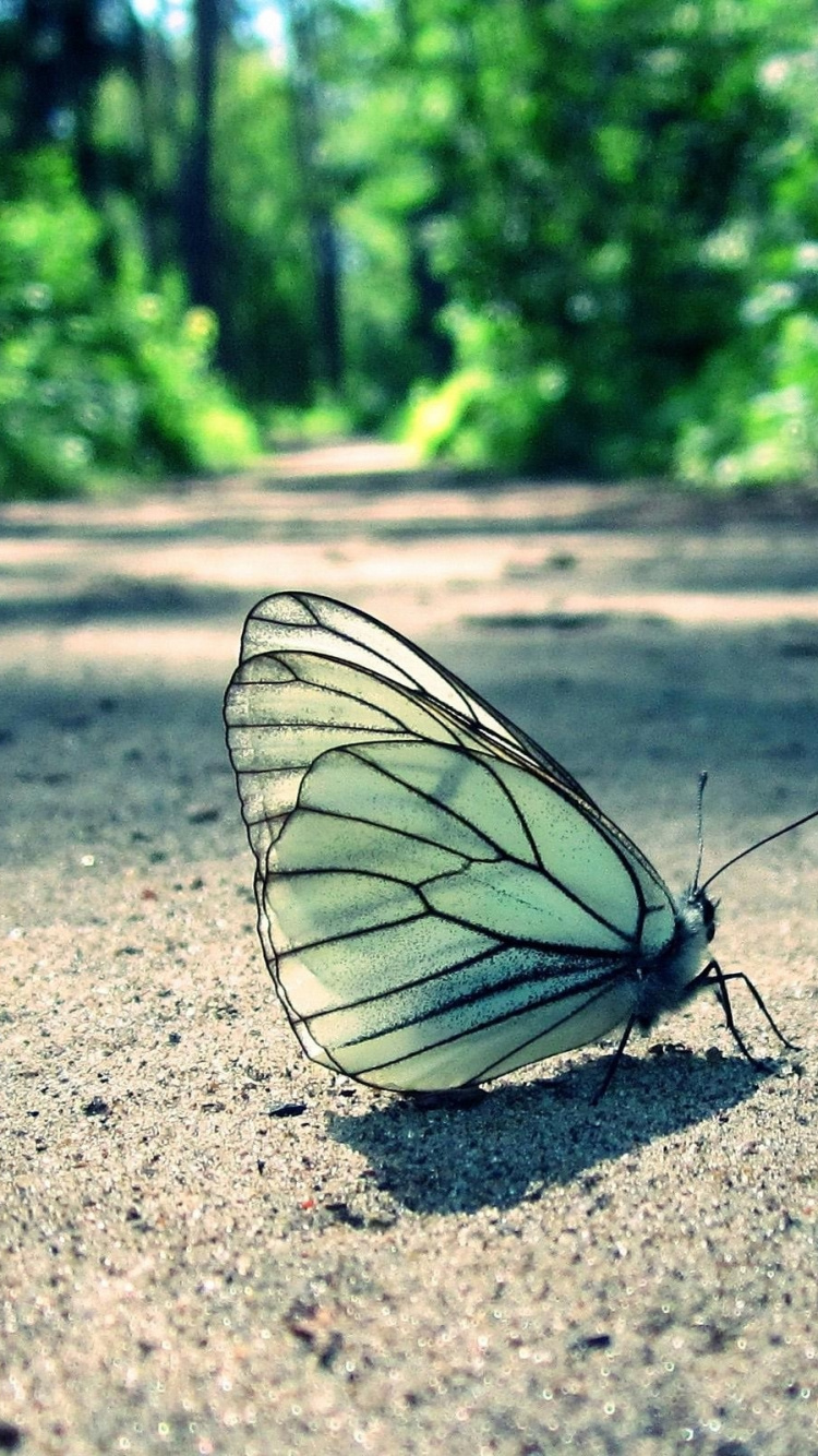 Mariposa Blanca y Negra en el Suelo Durante el Día. Wallpaper in 750x1334 Resolution