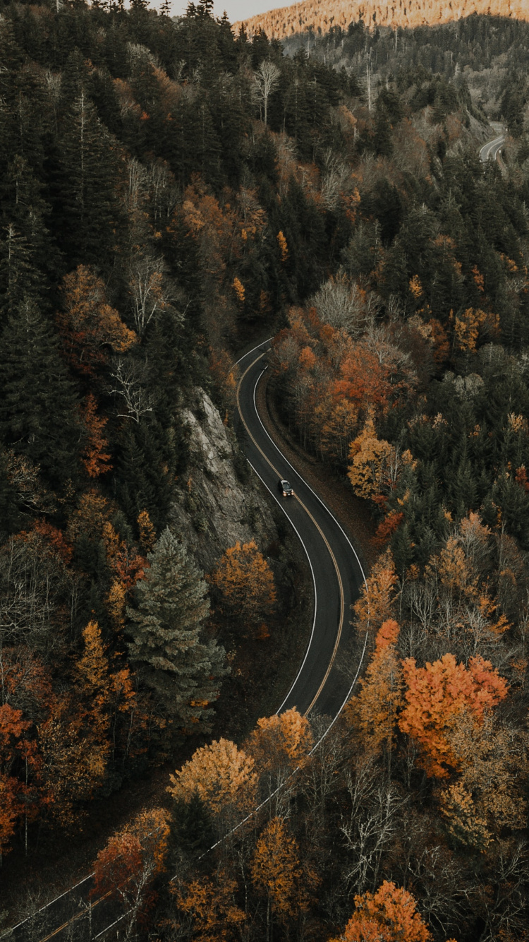 Forest, Tree, Brown, Rock, Wilderness. Wallpaper in 750x1334 Resolution