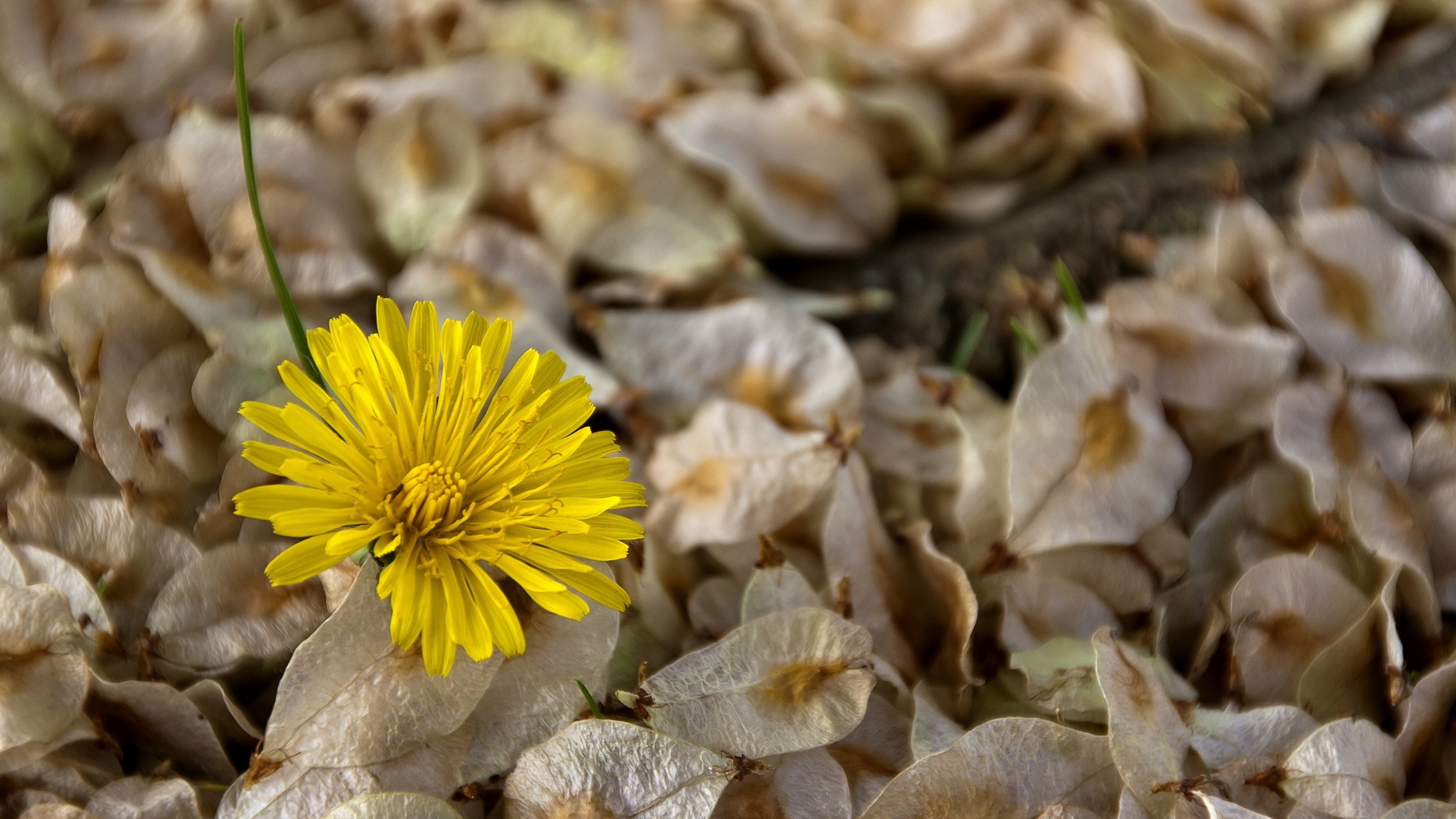 Fleur Jaune Sur Des Feuilles Séchées Brunes. Wallpaper in 2560x1440 Resolution
