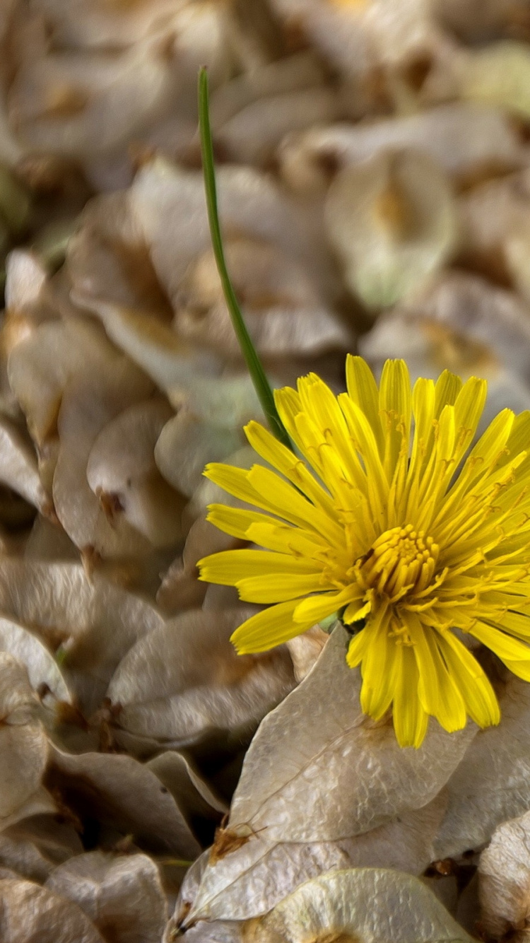 Fleur Jaune Sur Des Feuilles Séchées Brunes. Wallpaper in 750x1334 Resolution