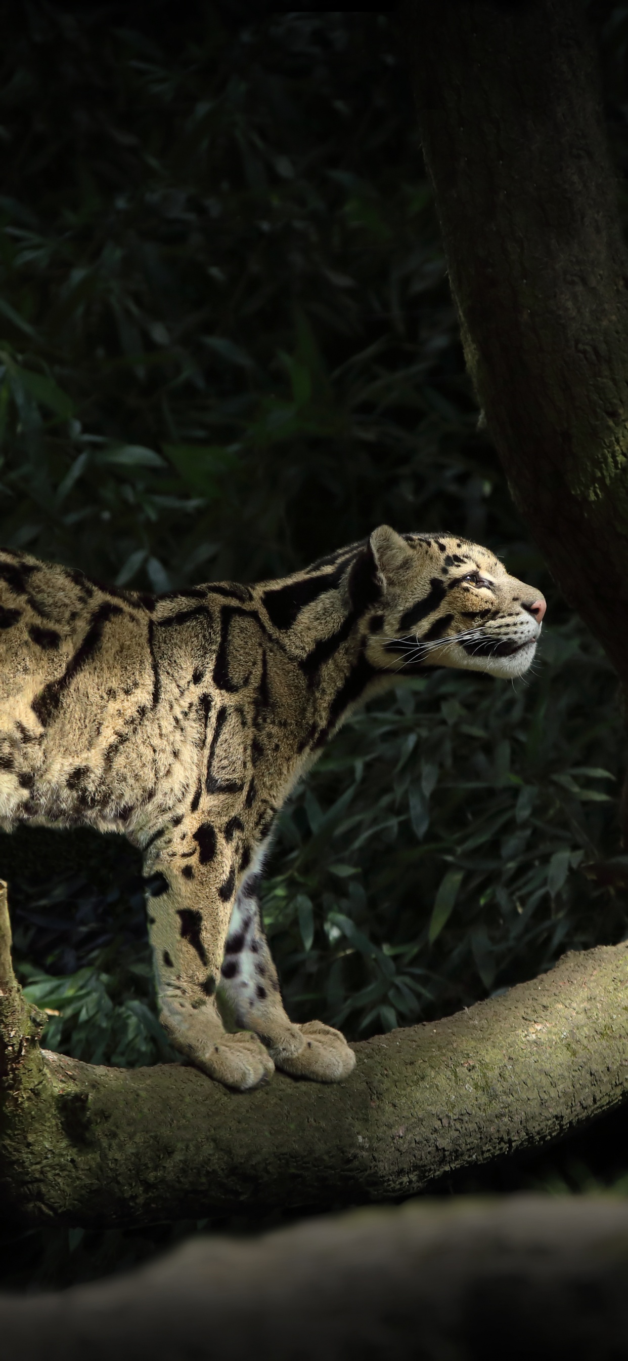 Leopard Auf Braunem Ast. Wallpaper in 1242x2688 Resolution