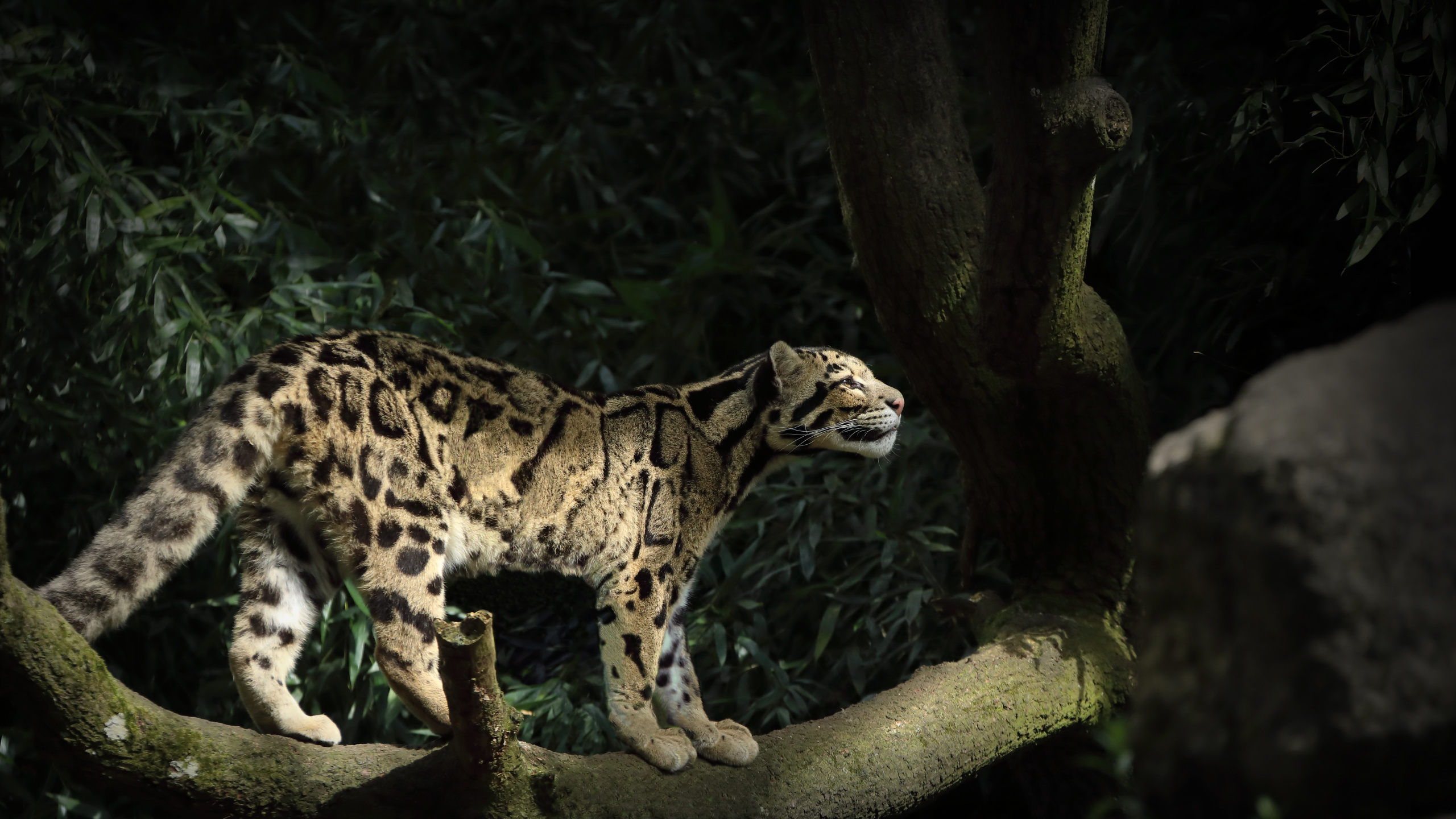 Leopard on Brown Tree Branch. Wallpaper in 2560x1440 Resolution