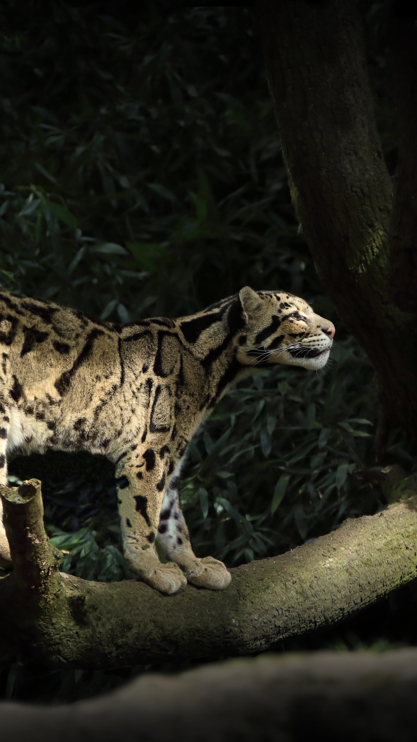 Leopardo en la Rama de un Árbol Marrón. Wallpaper in 1440x2560 Resolution
