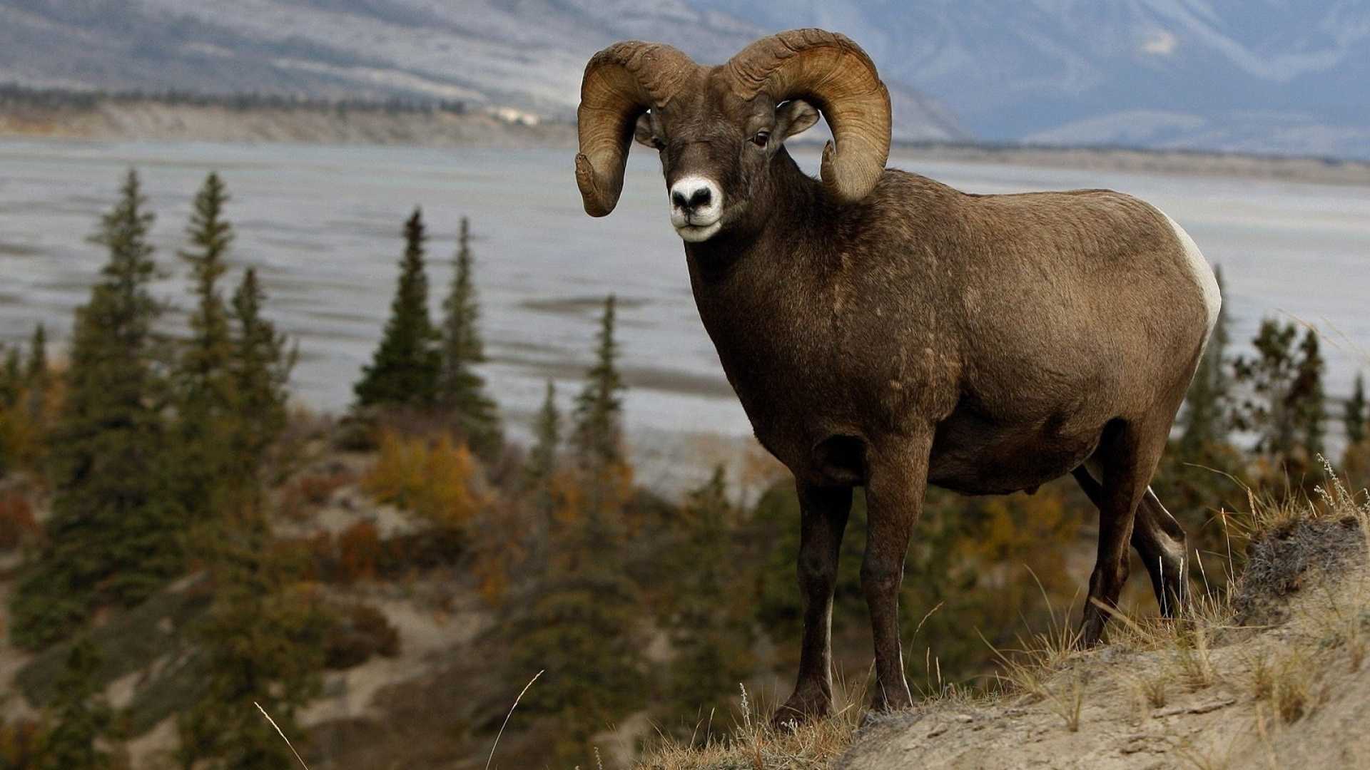Ram Brun Sur Terrain D'herbe Verte Pendant la Journée. Wallpaper in 1920x1080 Resolution
