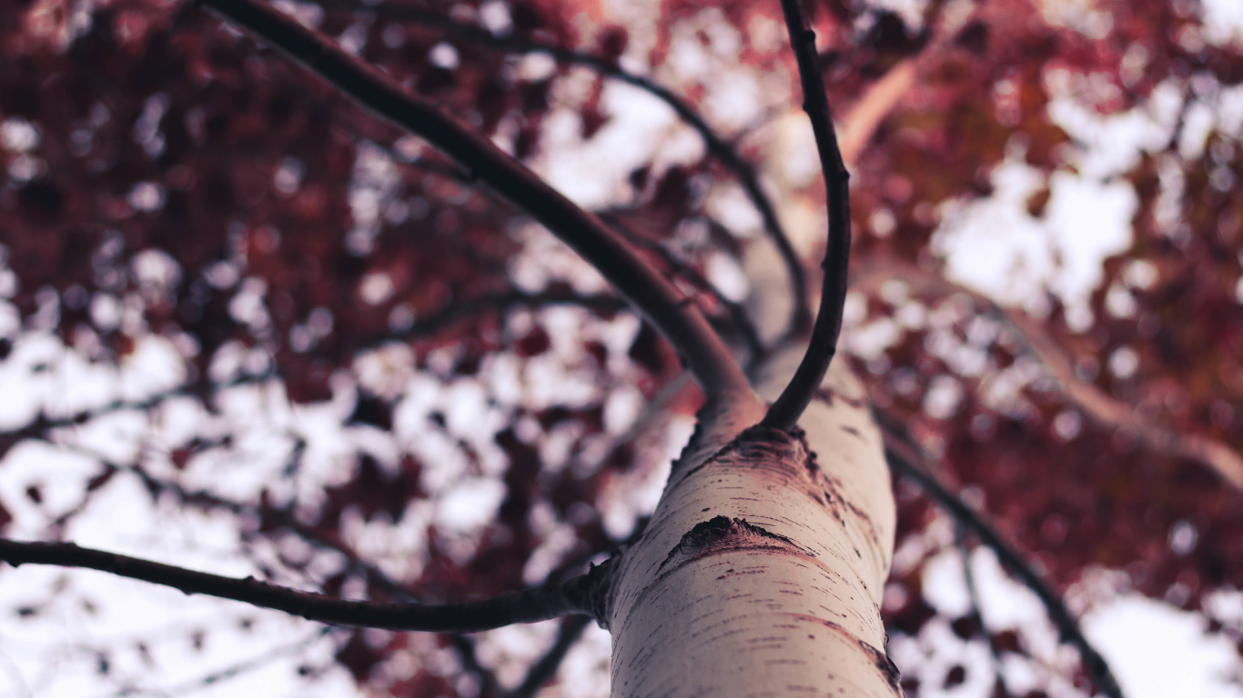 Red and White Leaf Tree. Wallpaper in 1366x768 Resolution