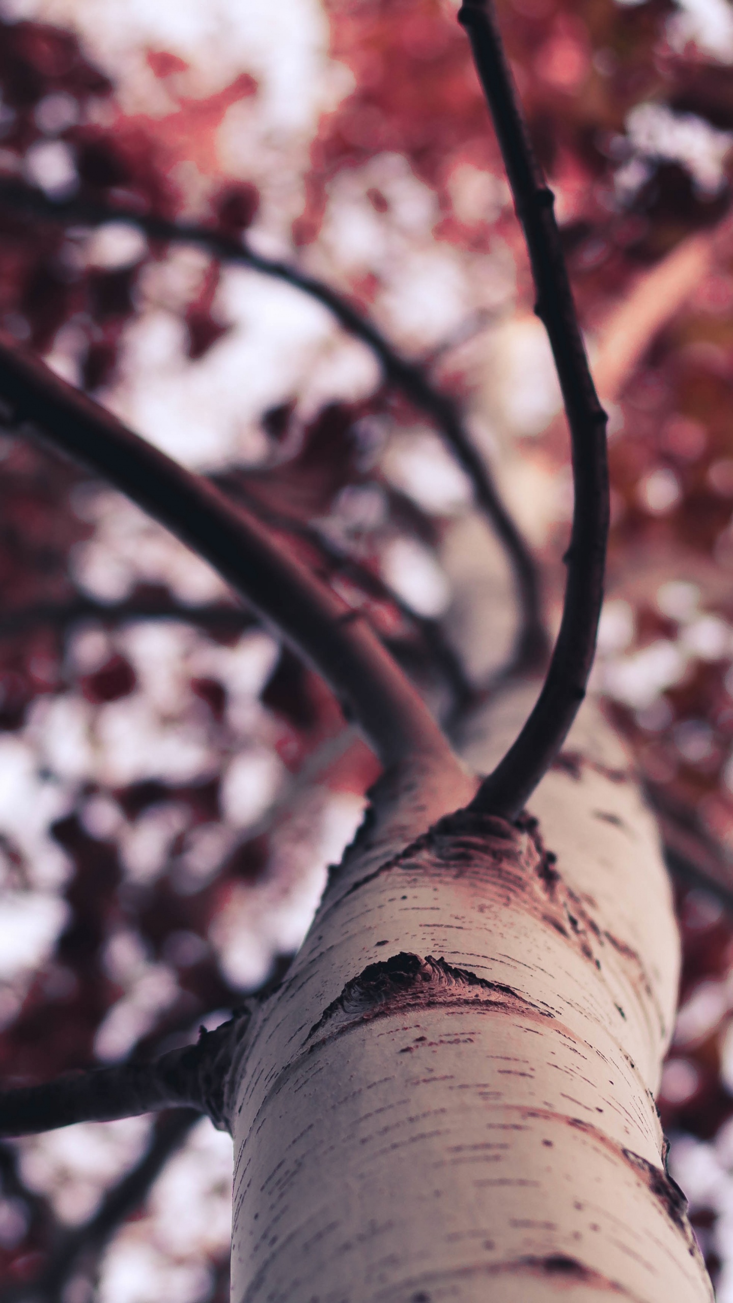 Red and White Leaf Tree. Wallpaper in 1440x2560 Resolution