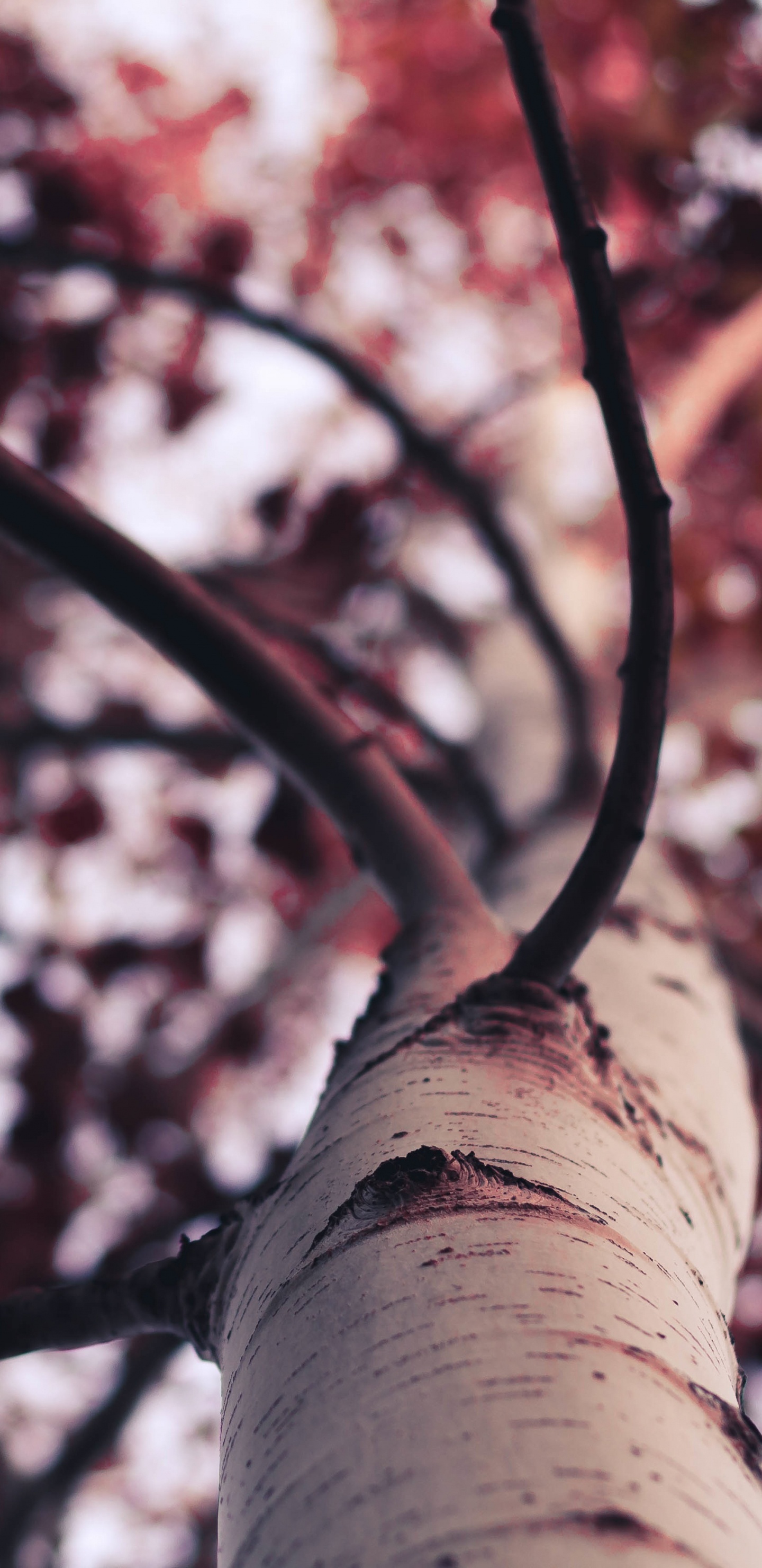 Arbre à Feuilles Rouges et Blanches. Wallpaper in 1440x2960 Resolution