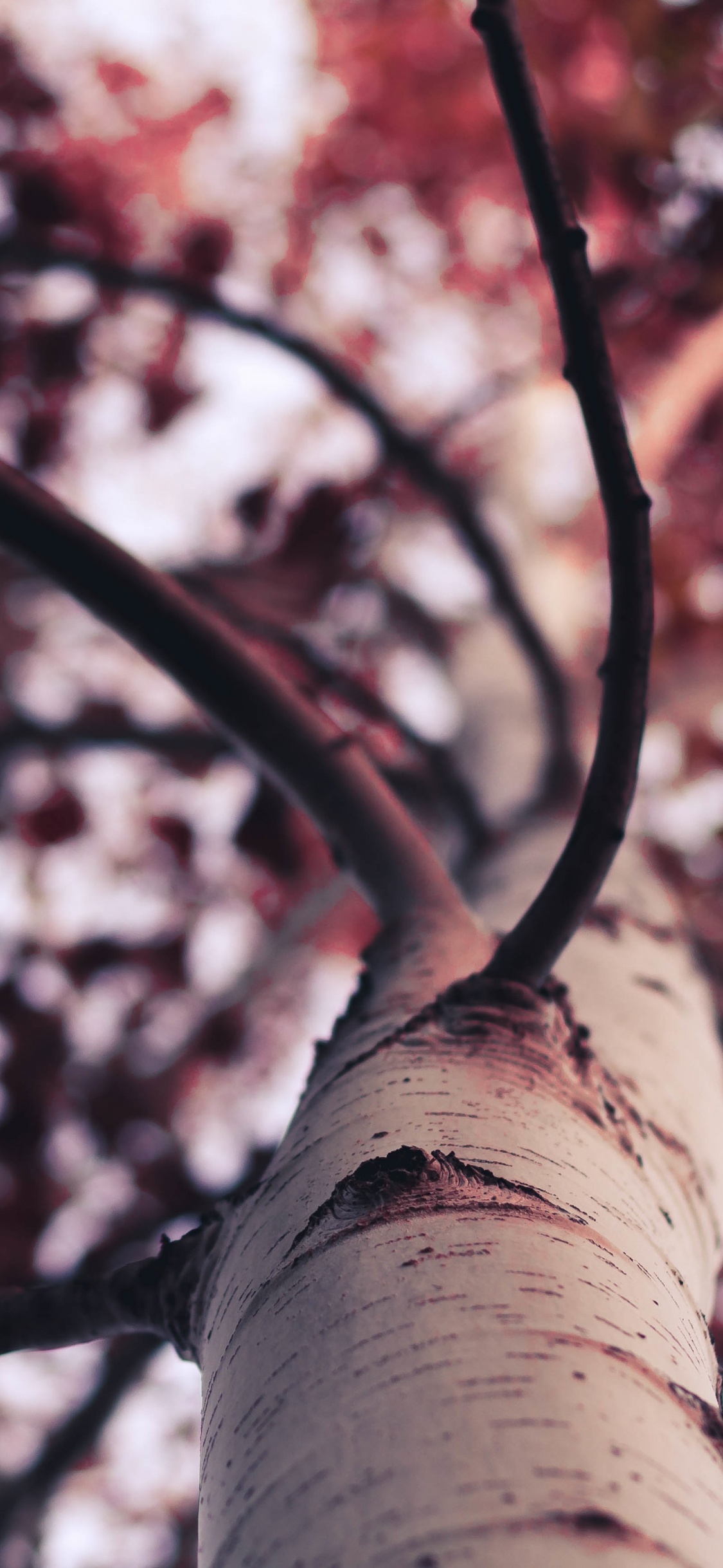 Árbol de Hojas Rojas y Blancas. Wallpaper in 1125x2436 Resolution