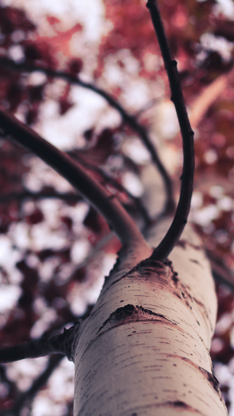 Árbol de Hojas Rojas y Blancas. Wallpaper in 750x1334 Resolution