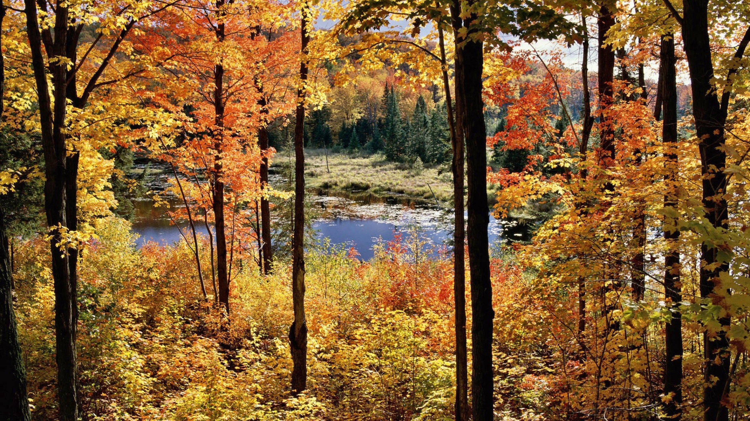 性质, 反射, 林地, 自然保护区, 北木质森林的概念 壁纸 2560x1440 允许