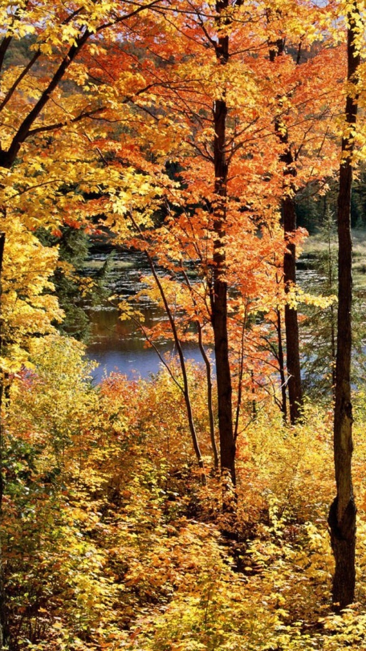 性质, 反射, 林地, 自然保护区, 北木质森林的概念 壁纸 720x1280 允许