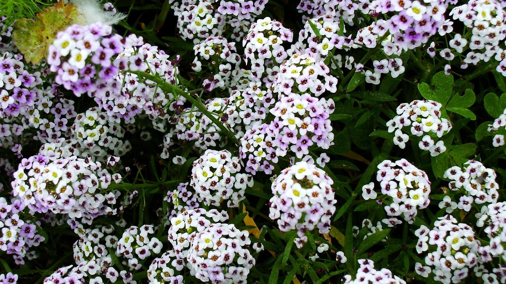 White and Purple Flowers With Green Leaves. Wallpaper in 1920x1080 Resolution