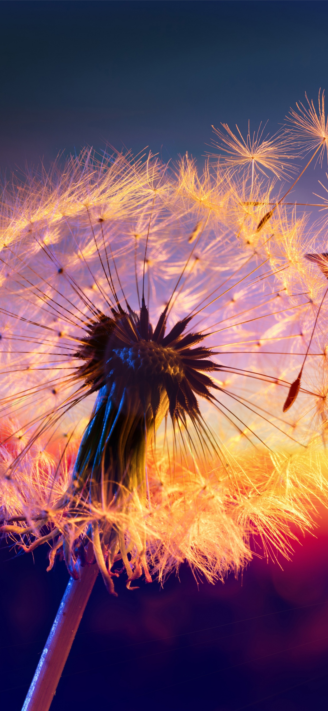 Soundcloud, Being Nothing, Cosmic Jam, Lagoon Sunrise, Vargelis. Wallpaper in 1242x2688 Resolution