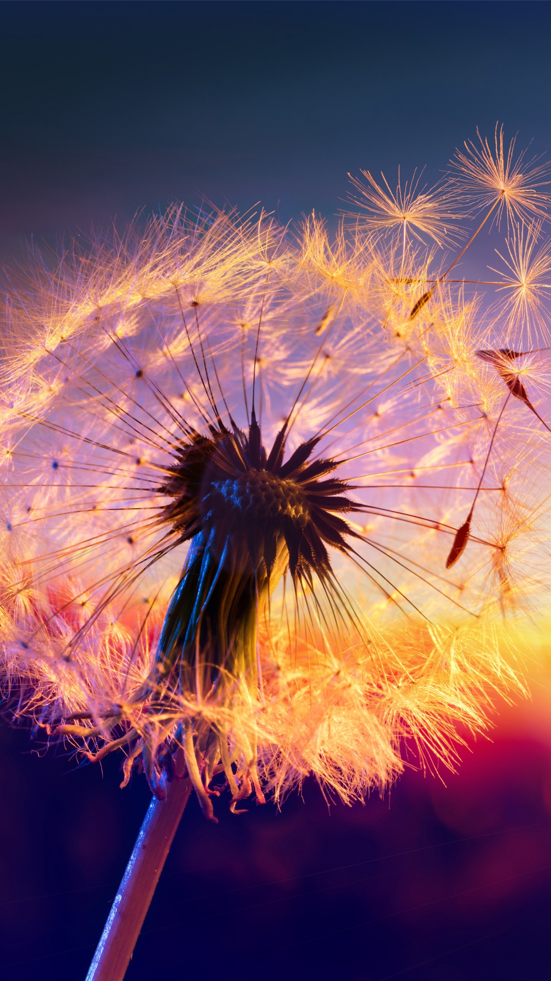 Soundcloud, Nichts Sein, Kosmische Marmelade, Sonnenaufgang in Der Lagune, Vargelis. Wallpaper in 1080x1920 Resolution