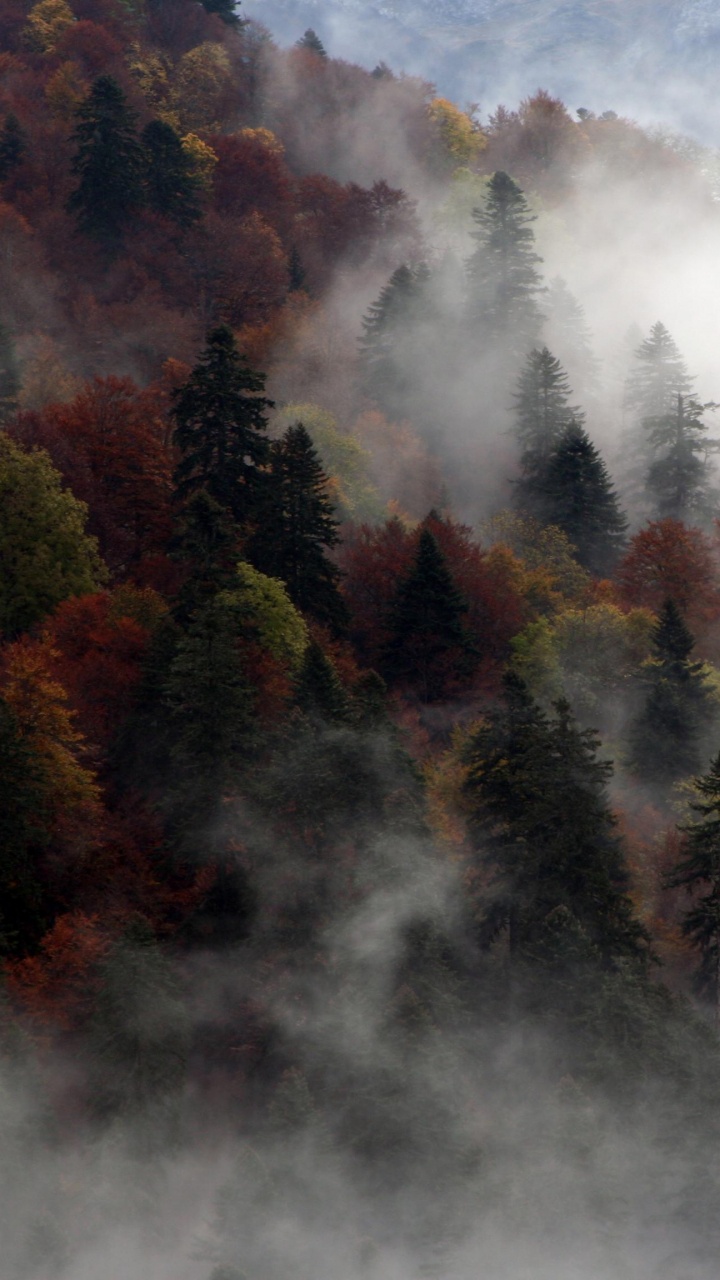 Arbres Verts et Bruns Sous Des Nuages Blancs. Wallpaper in 720x1280 Resolution