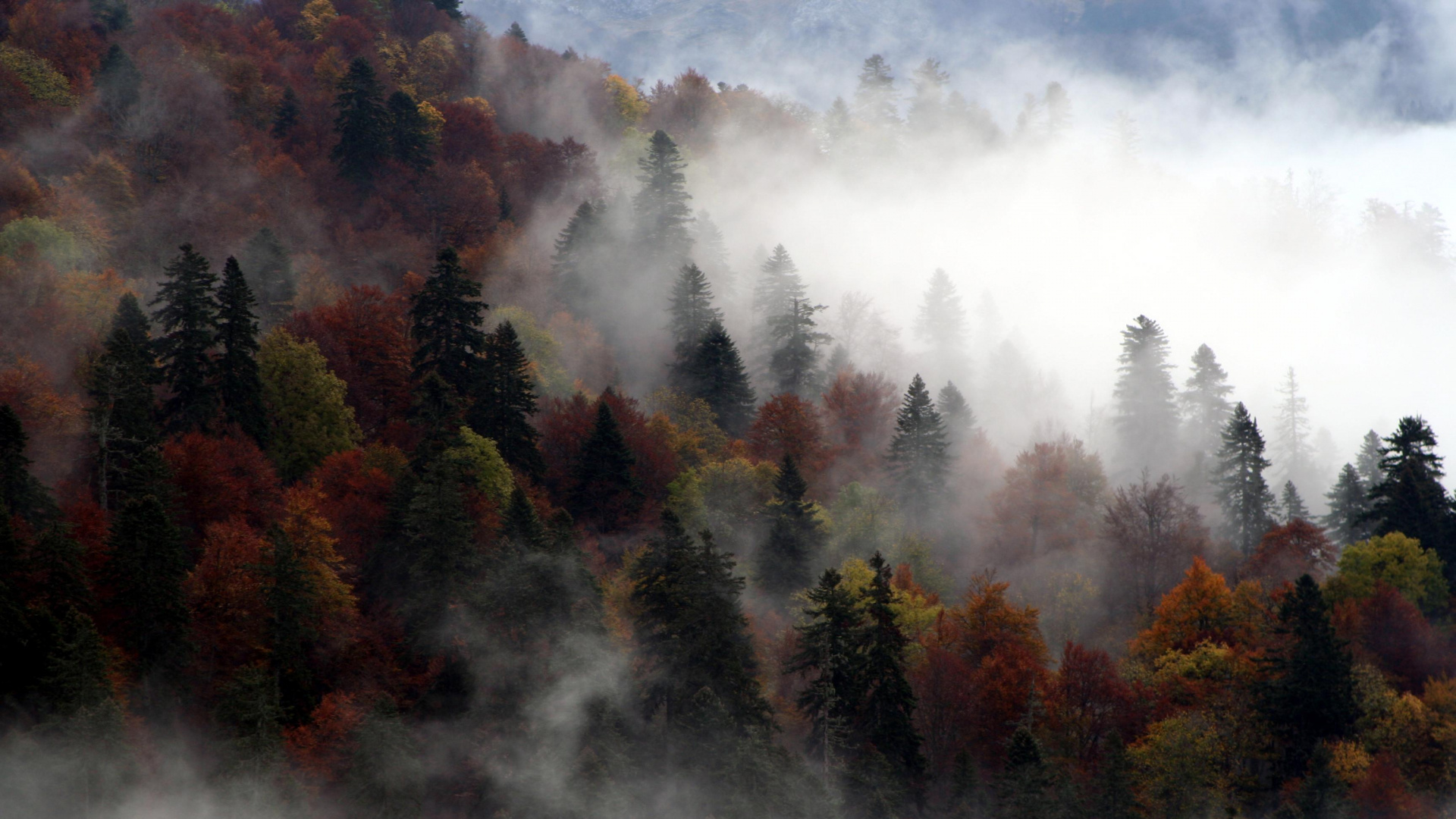 Green and Brown Trees Under White Clouds. Wallpaper in 1920x1080 Resolution