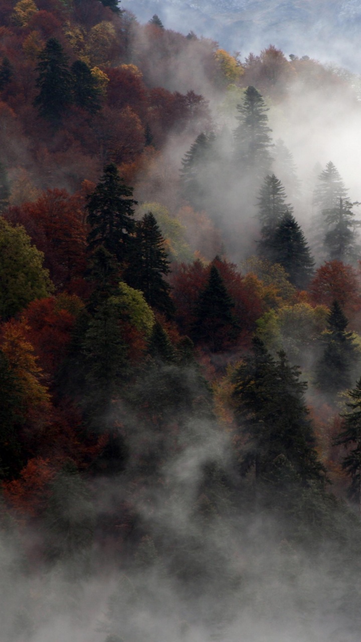 Green and Brown Trees Under White Clouds. Wallpaper in 720x1280 Resolution