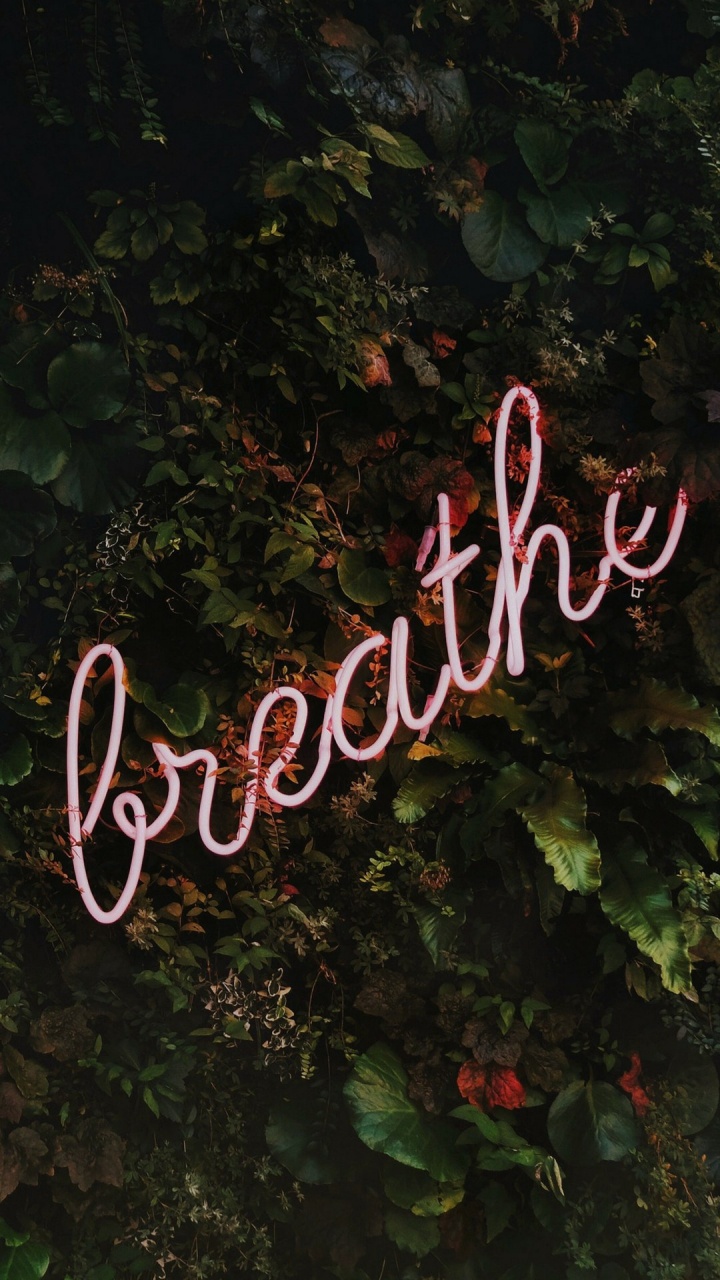 Plant, Shrub, Landscape, Natural Landscape, Signage. Wallpaper in 720x1280 Resolution