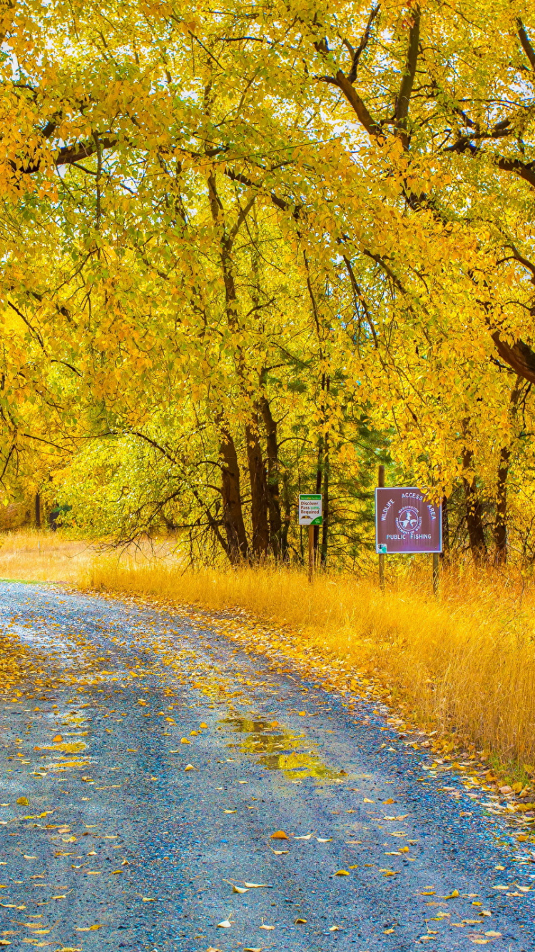 Chemin Entre Les Arbres Pendant la Journée. Wallpaper in 750x1334 Resolution