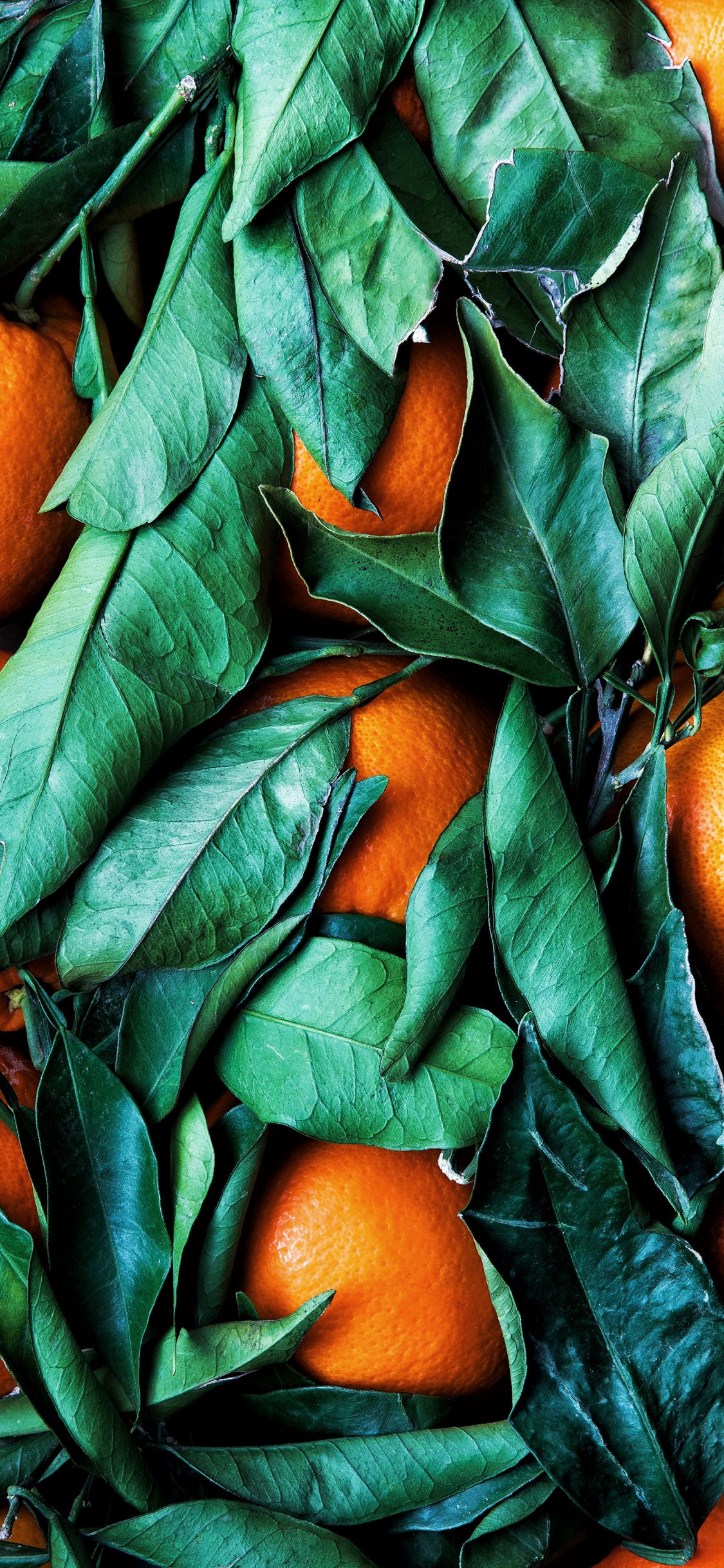 Farbschema, Palette, Rangpur, Gr, Blatt. Wallpaper in 1125x2436 Resolution