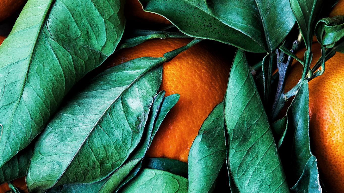 Farbschema, Palette, Rangpur, Gr, Blatt. Wallpaper in 1366x768 Resolution