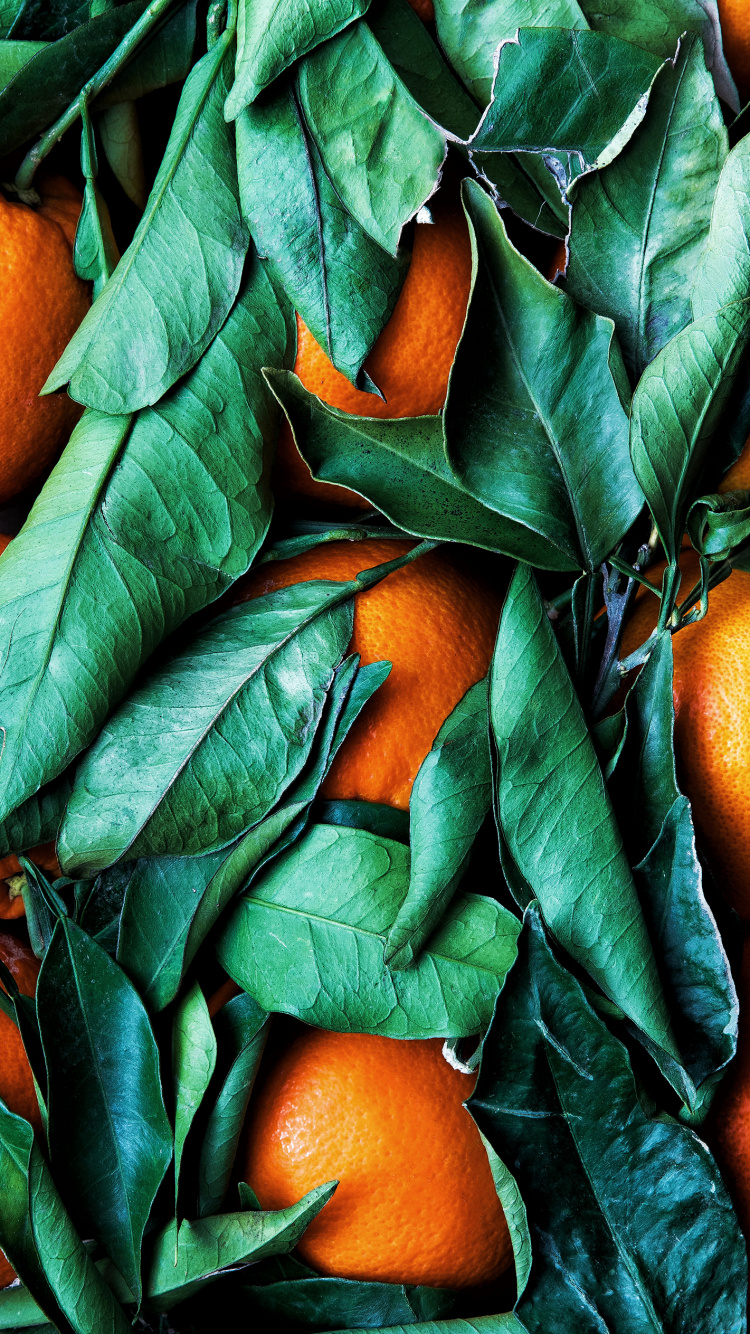 Farbschema, Palette, Rangpur, Gr, Blatt. Wallpaper in 750x1334 Resolution