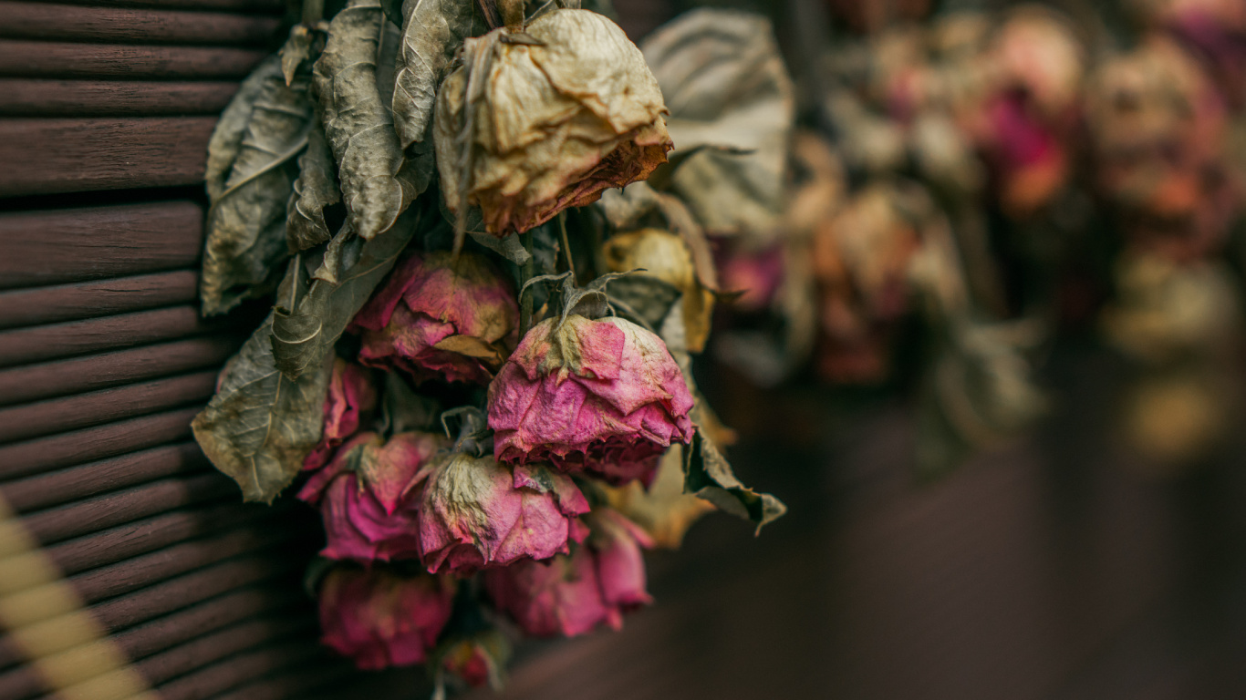 Braune Und Rosa Blütenblätter. Wallpaper in 1366x768 Resolution