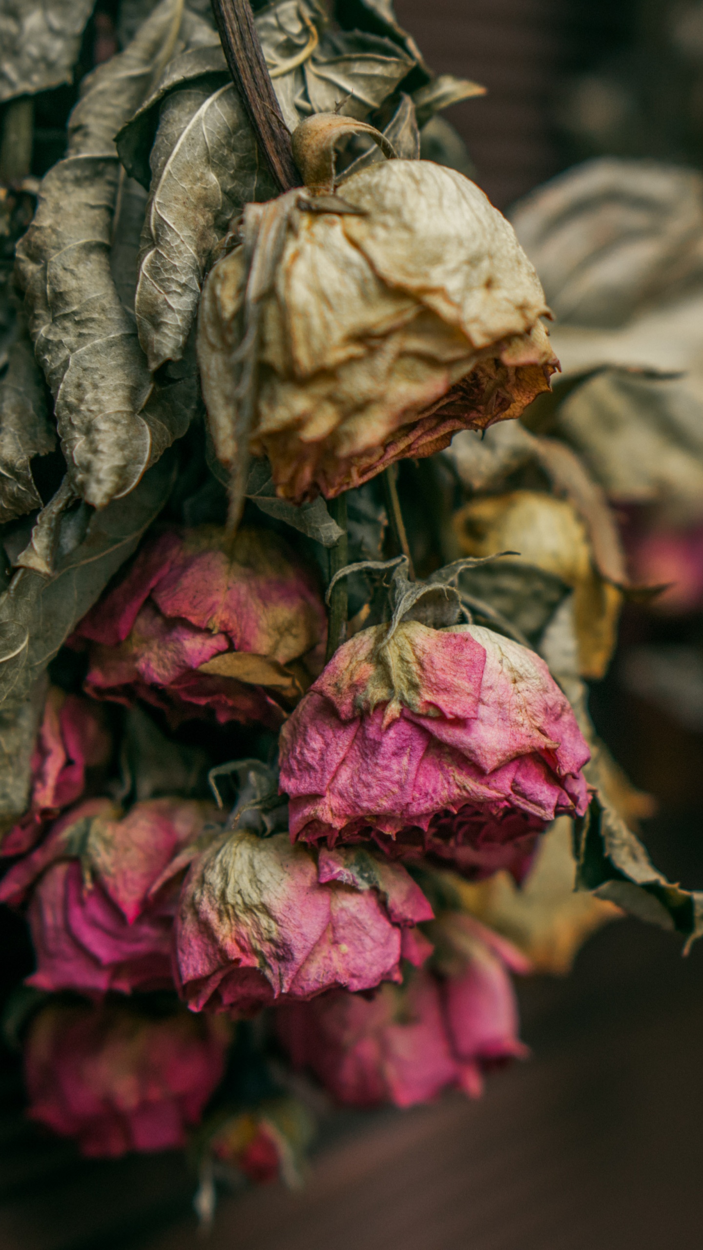 Braune Und Rosa Blütenblätter. Wallpaper in 1440x2560 Resolution