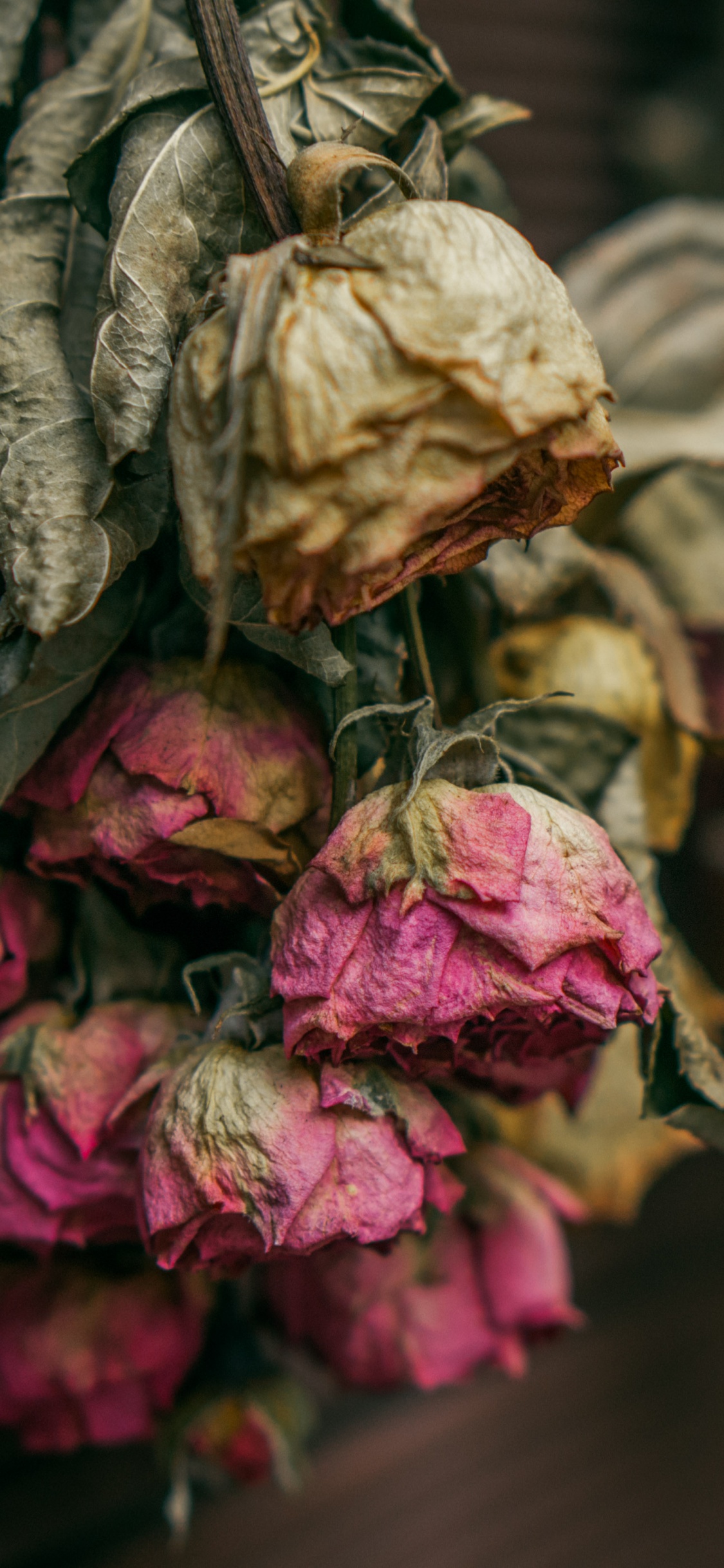 Pétalos de Flores Marrones y Rosas. Wallpaper in 1125x2436 Resolution