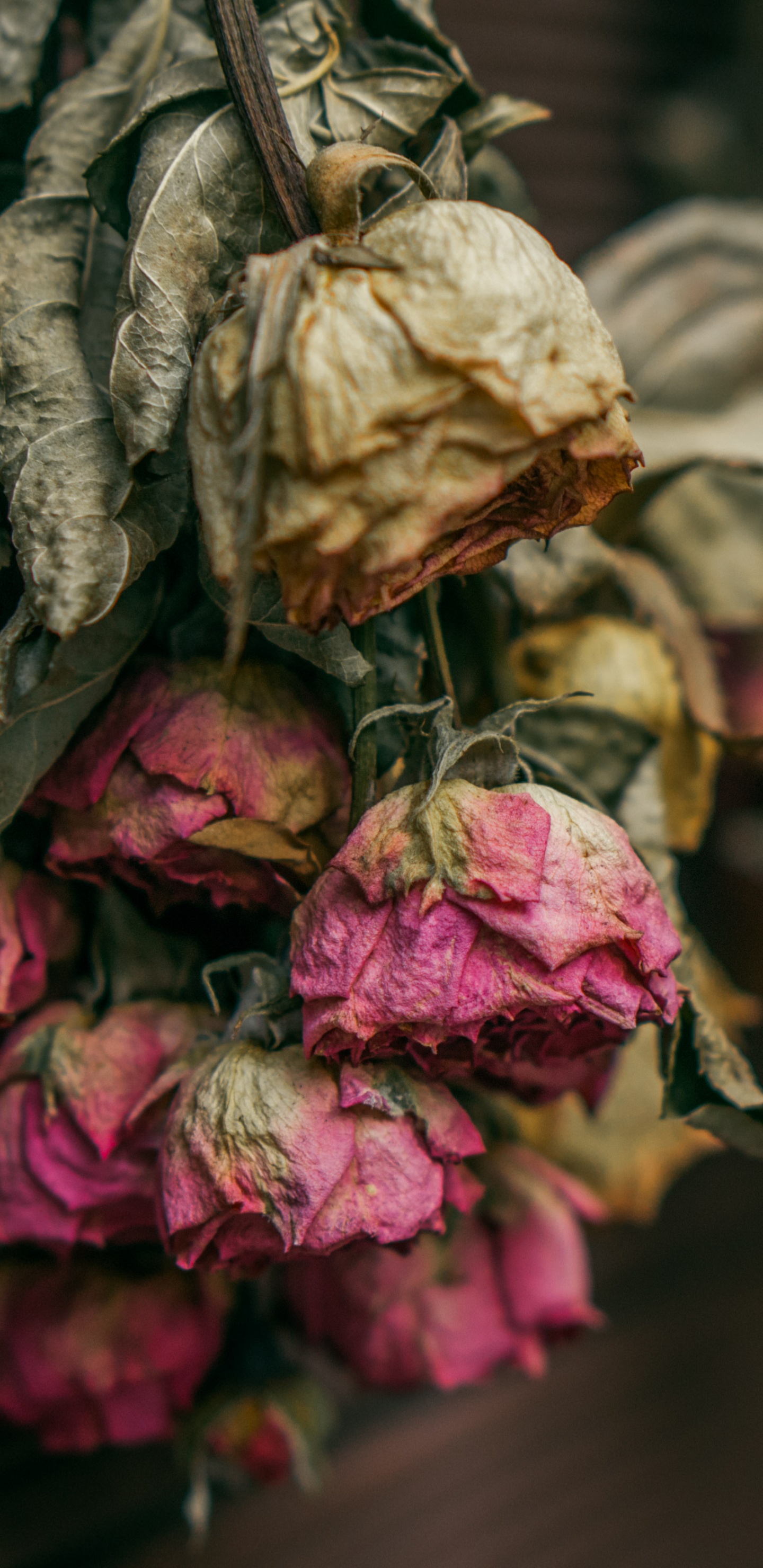 Pétales de Fleurs Marron et Rose. Wallpaper in 1440x2960 Resolution