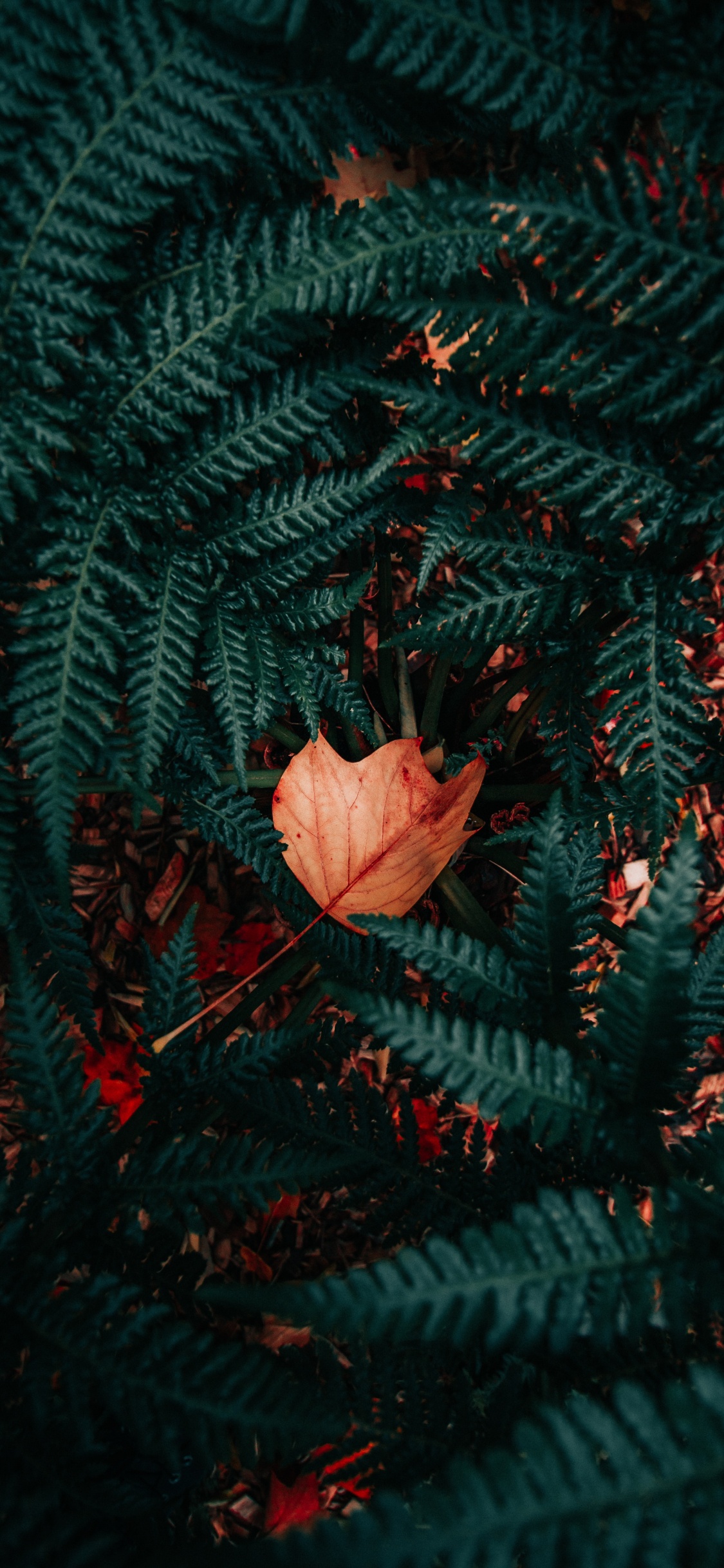 Pattern, Plant, Vascular Plant, Design, Red. Wallpaper in 1125x2436 Resolution